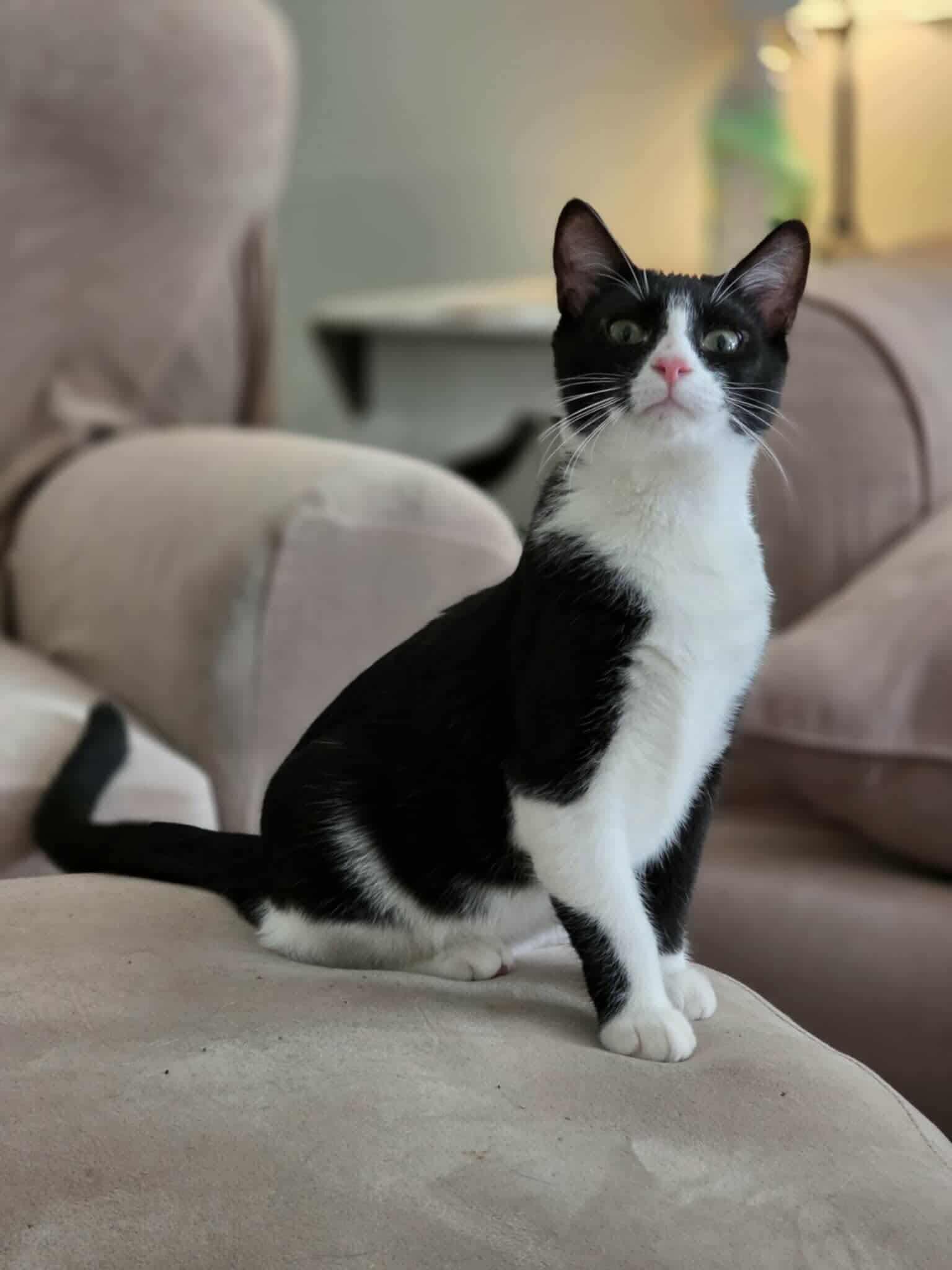 Worm. (Super Friendly and wiggly), a Adoptable mixed breed in Farmington, CT image 1/5