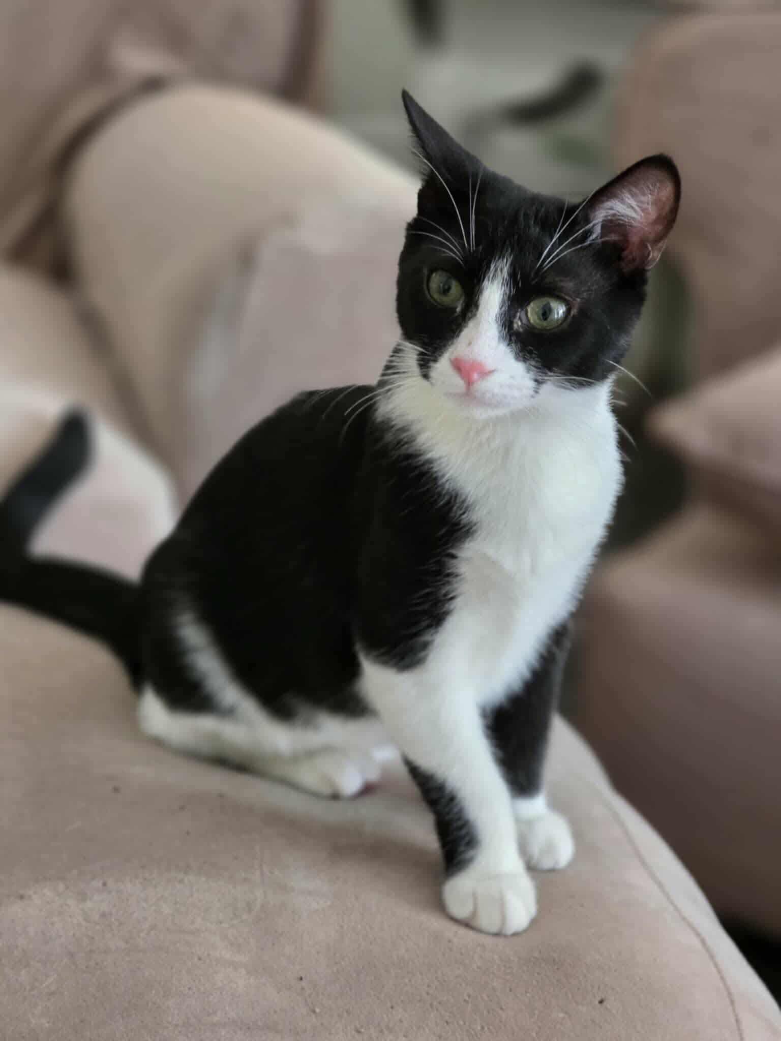 Worm. (Super Friendly and wiggly), a Adoptable mixed breed in Farmington, CT image 3/5