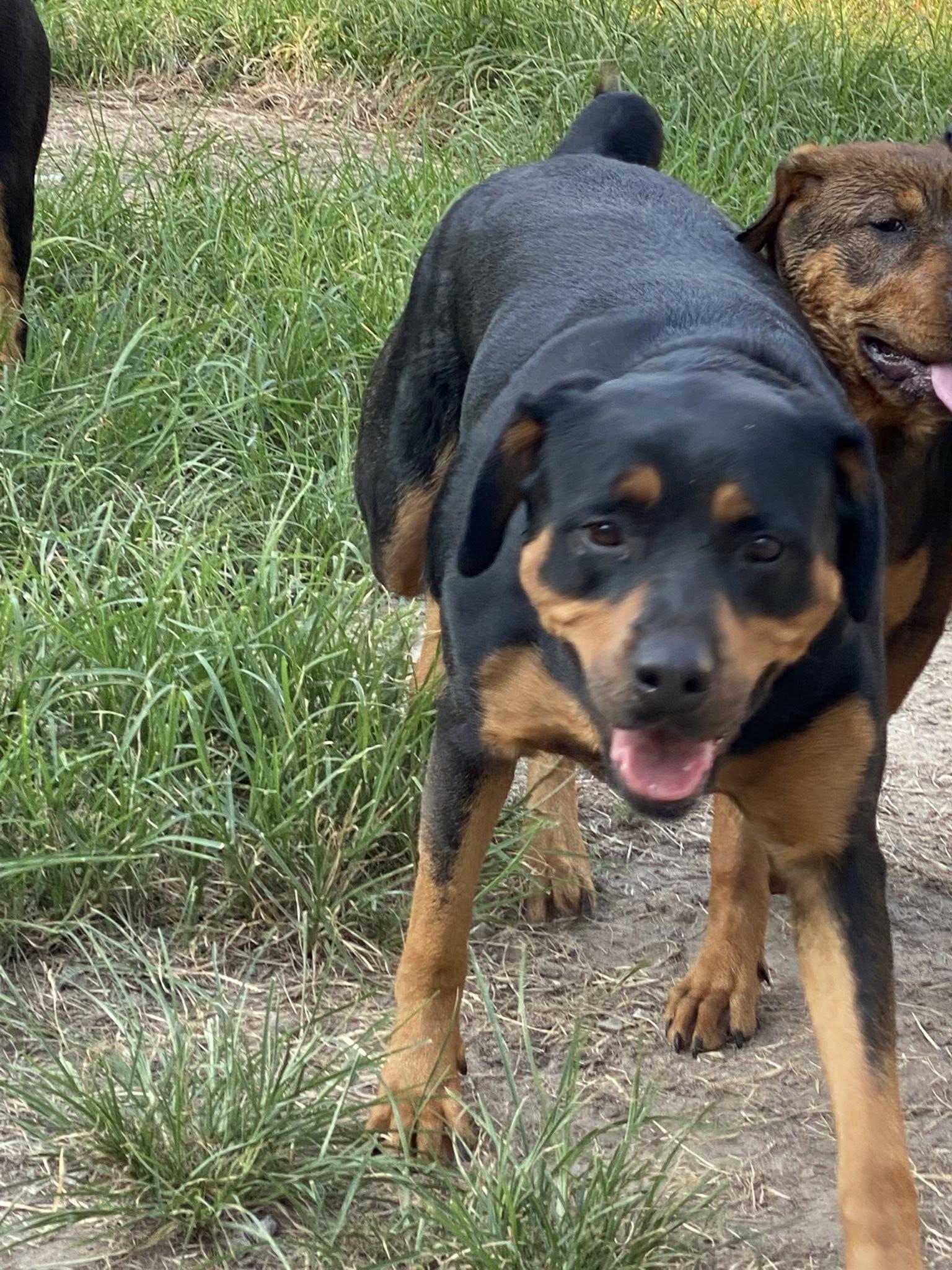 LIZZIE, a Adoptable Rottweiler in Chapel Hill, NC image 2/6