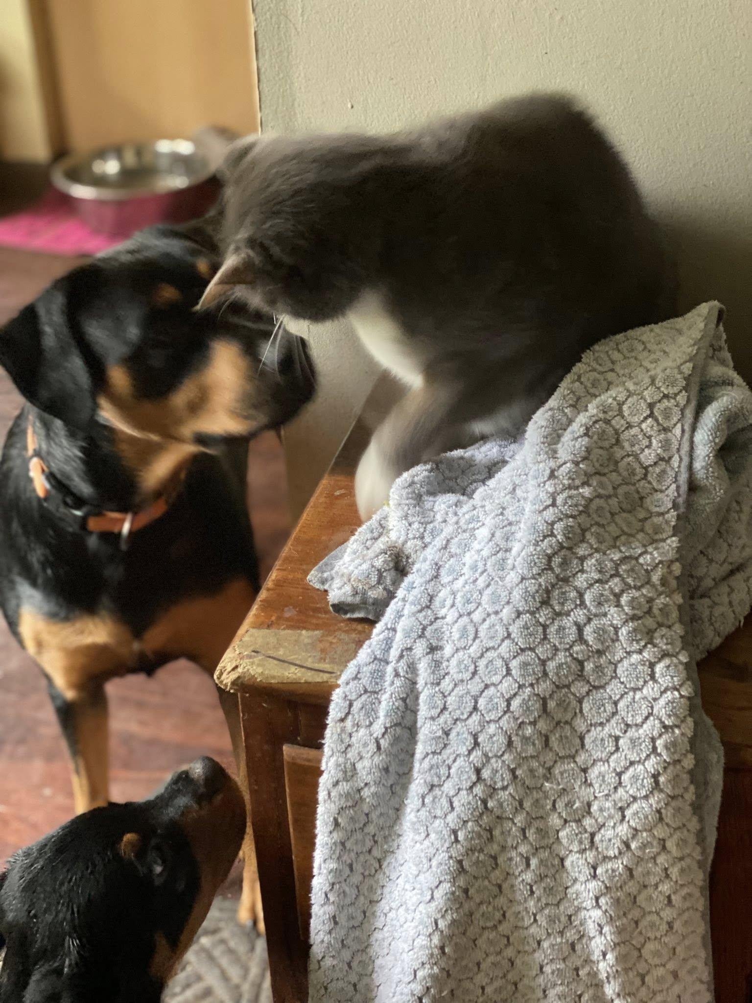 LIZZIE, a Adoptable Rottweiler in Chapel Hill, NC image 3/6