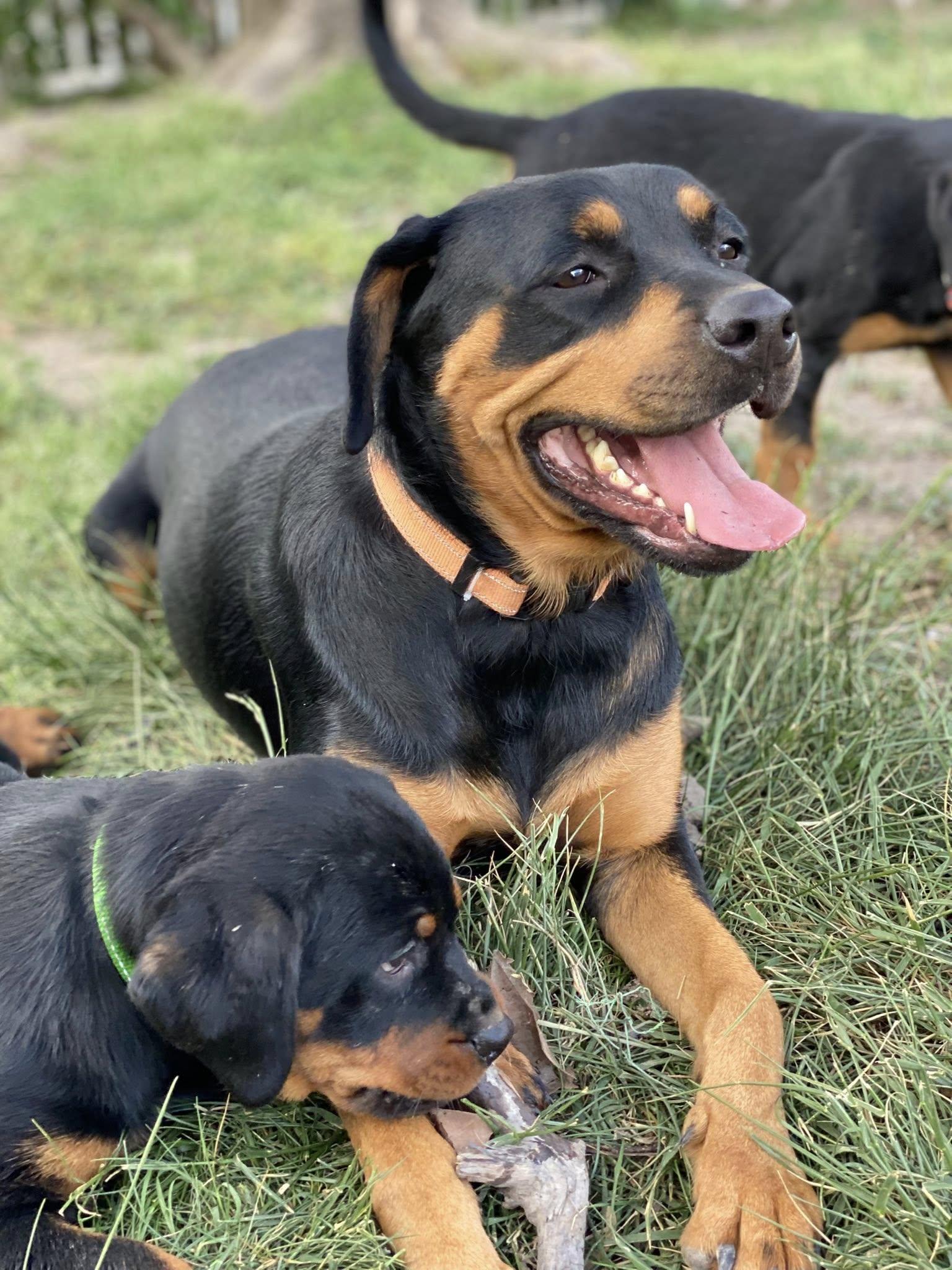 LIZZIE, a Adoptable Rottweiler in Chapel Hill, NC image 4/6