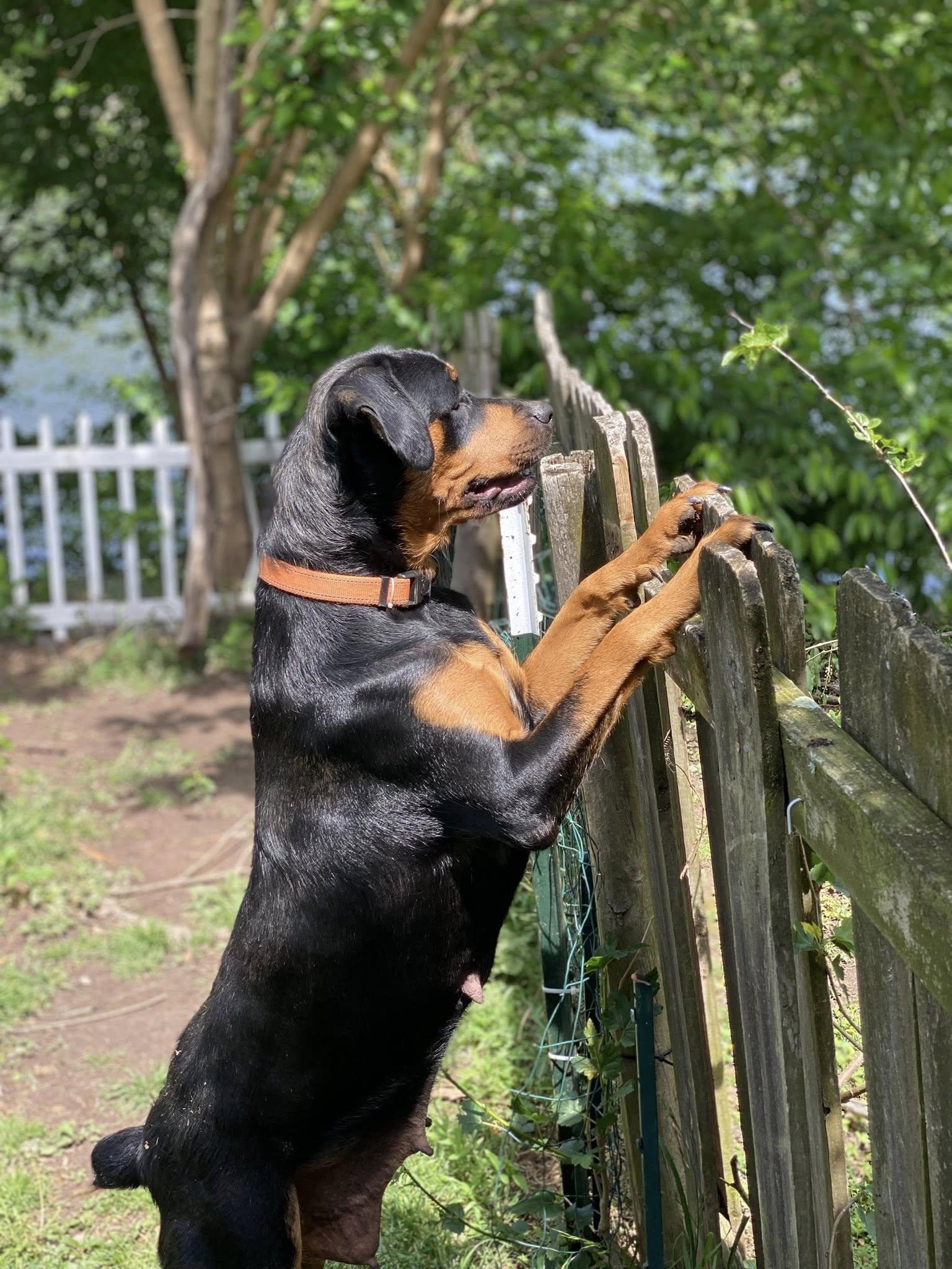 LIZZIE, a Adoptable Rottweiler in Chapel Hill, NC image 5/6