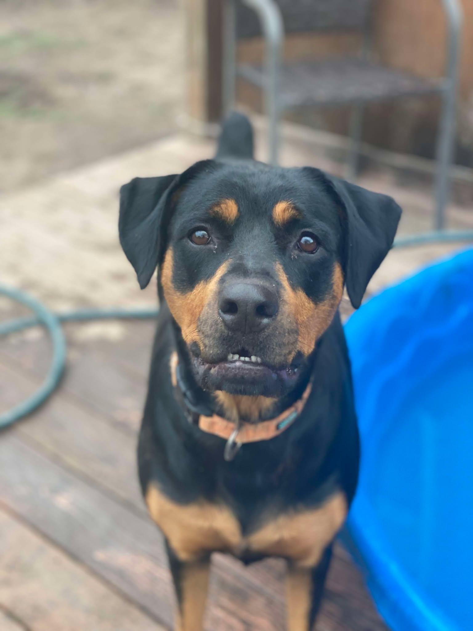 LIZZIE, a Adoptable Rottweiler in Chapel Hill, NC image 6/6
