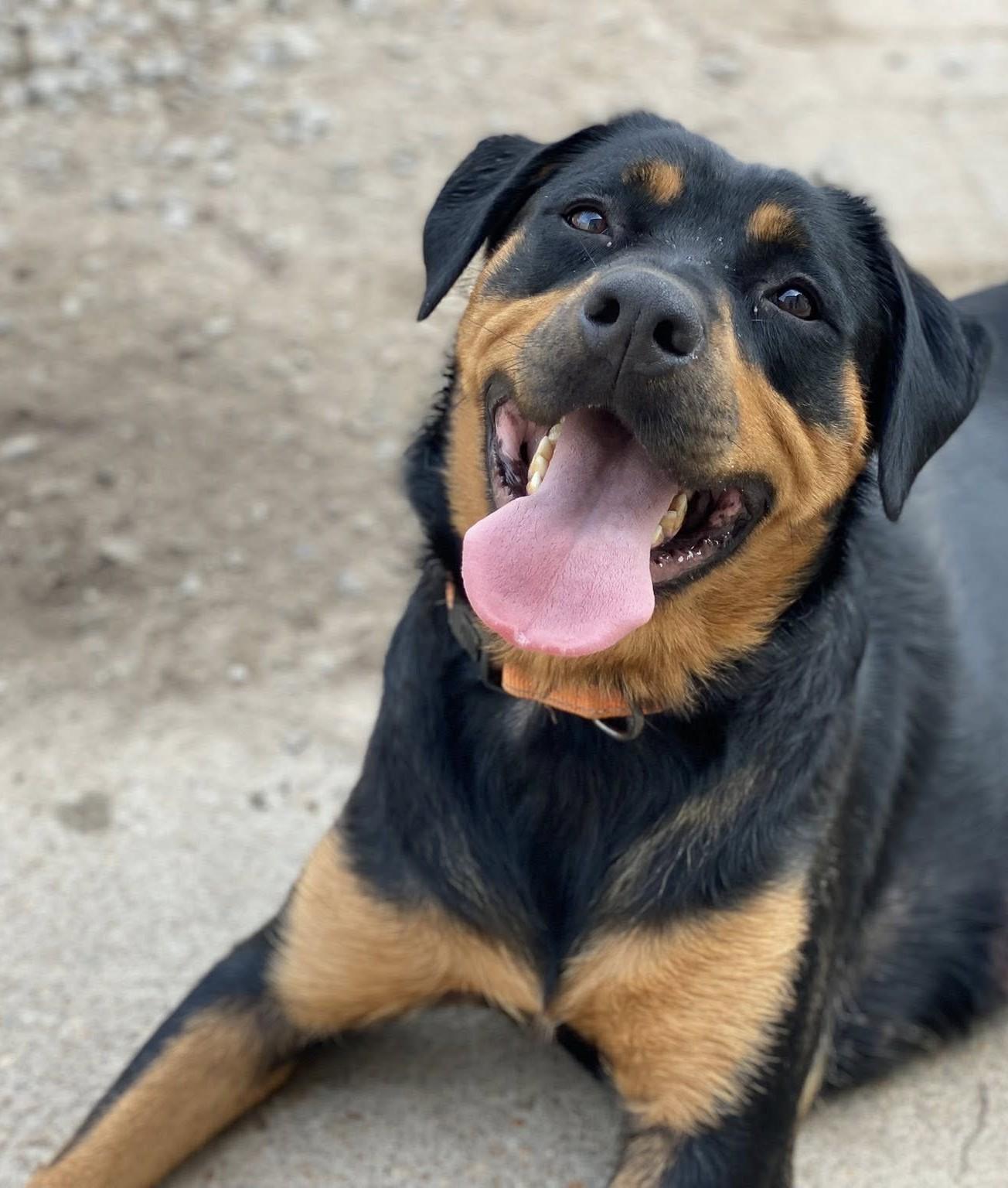 LIZZIE, Adoptable, Adult Female Rottweiler.