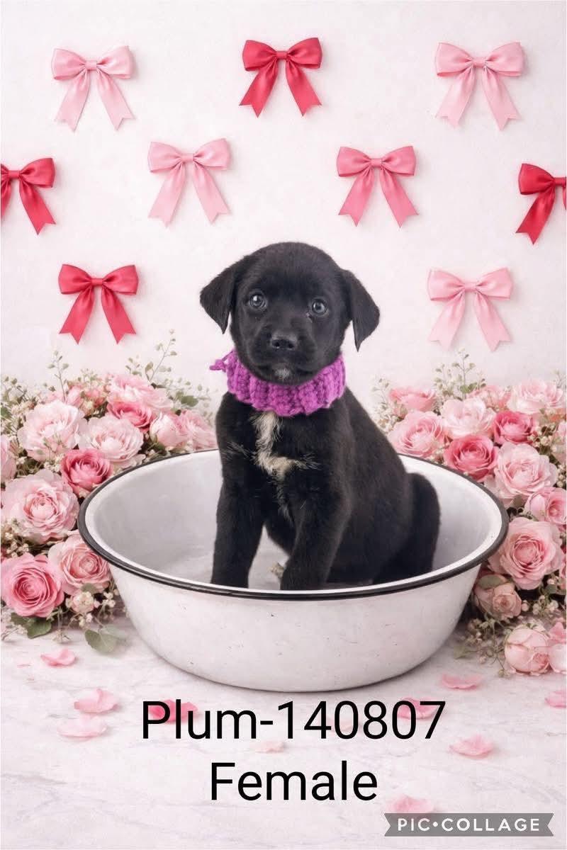 Enlarge Lab mix puppies , a Adoptable mixed breed in Elkhorn, WI image 6/6