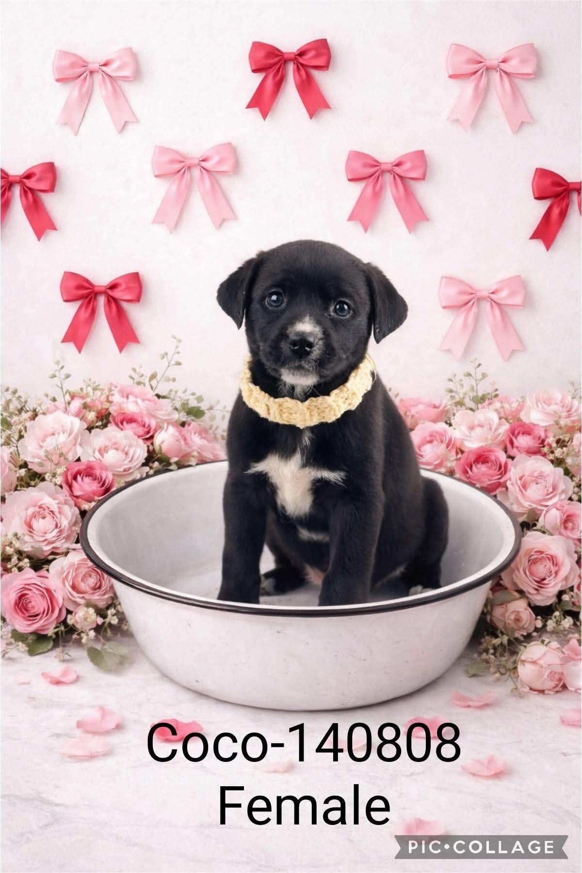 Enlarge Lab mix puppies , a Adoptable mixed breed in Elkhorn, WI image 5/6