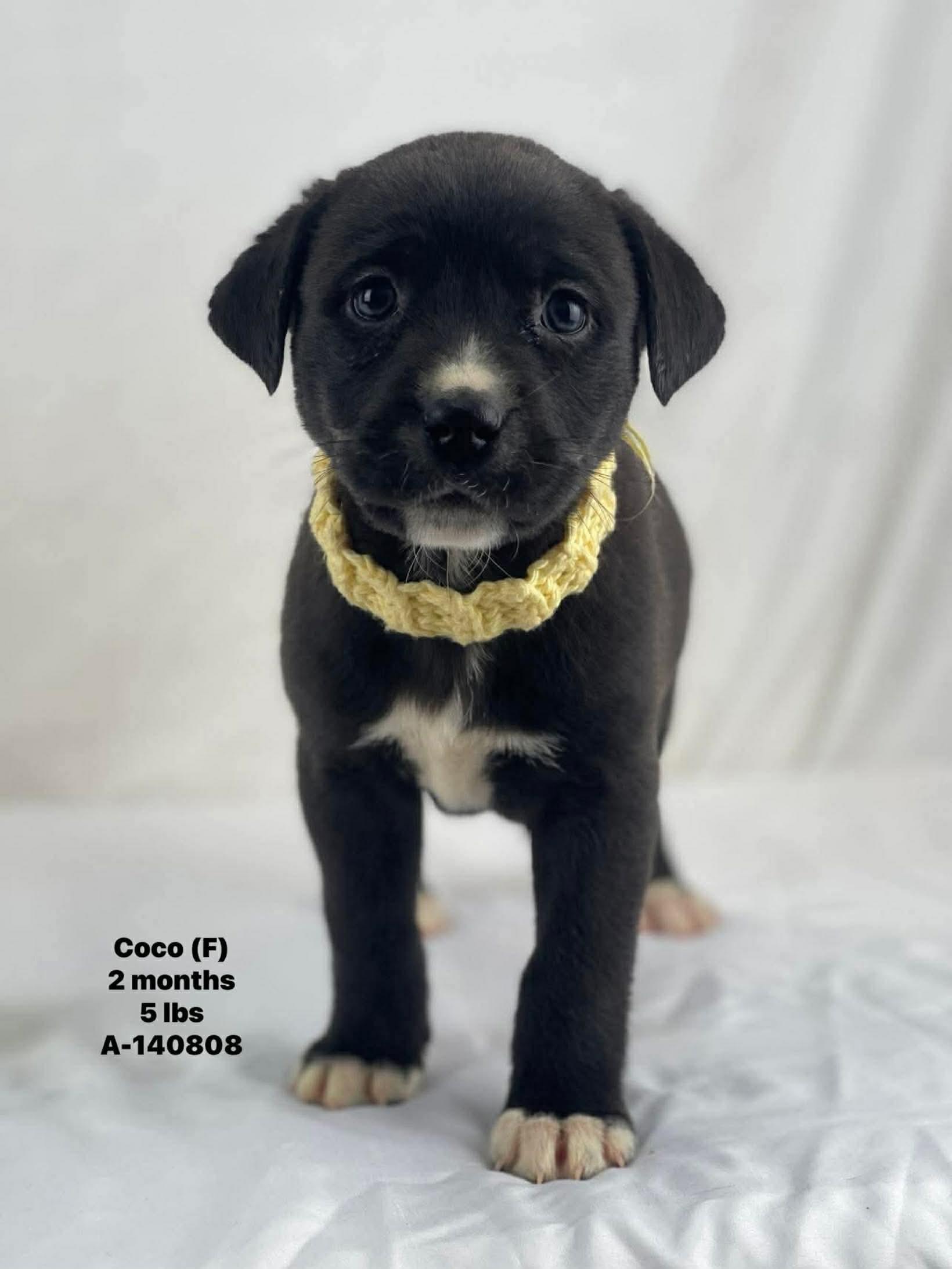Enlarge Lab mix puppies , an adopted mixed breed in Elkhorn, WI image 1/3