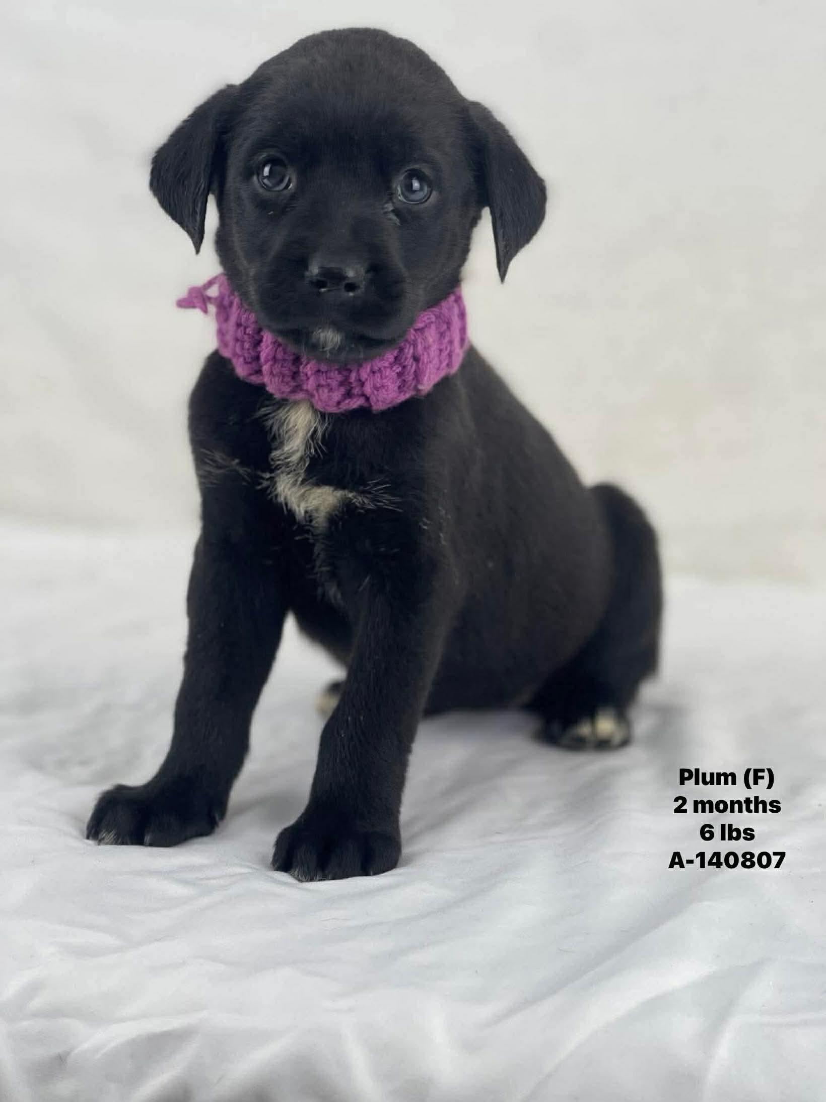 Enlarge Lab mix puppies , an adopted mixed breed in Elkhorn, WI image 2/3