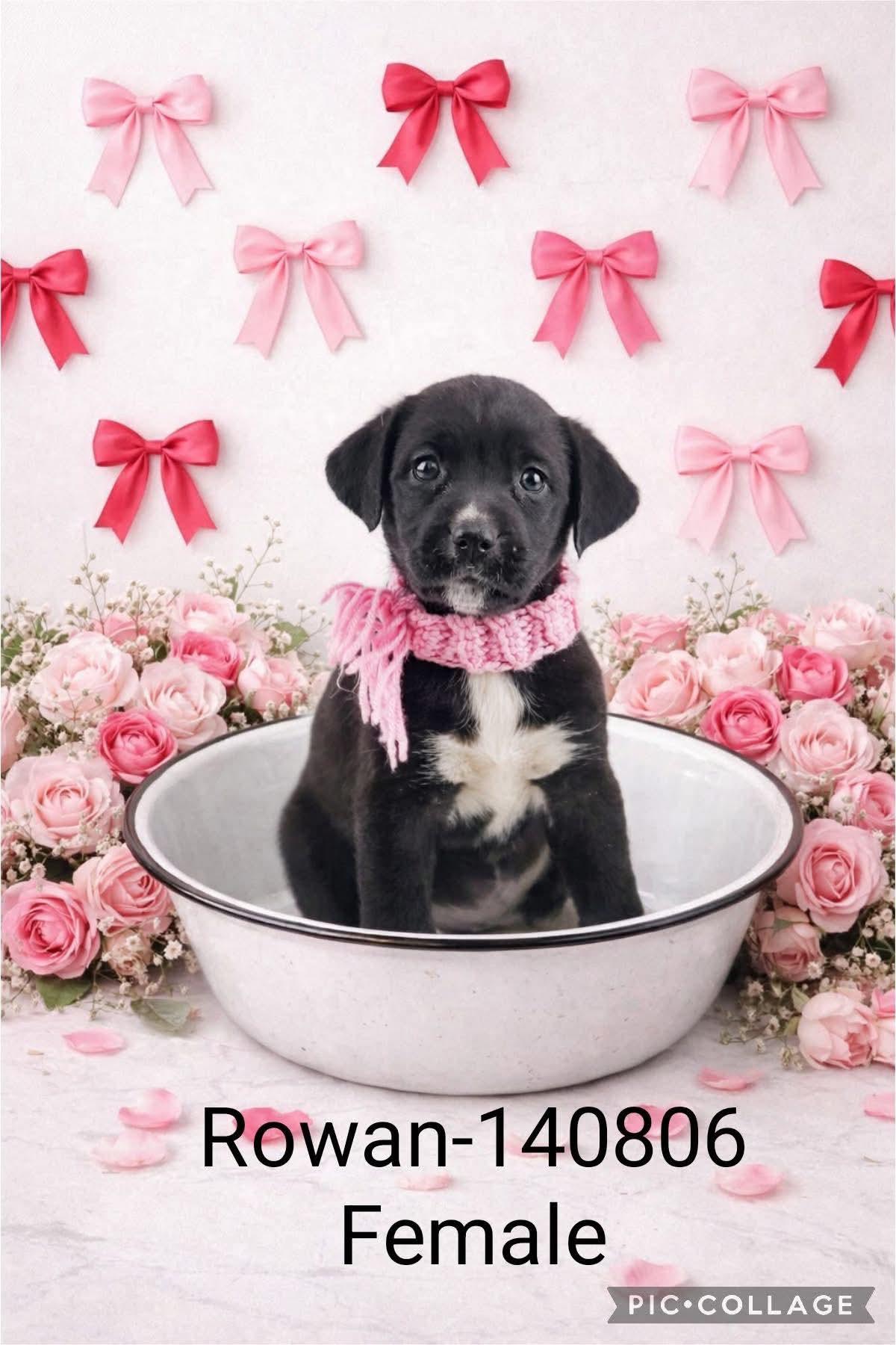 Enlarge Lab mix puppies , a Adoptable mixed breed in Elkhorn, WI image 4/6