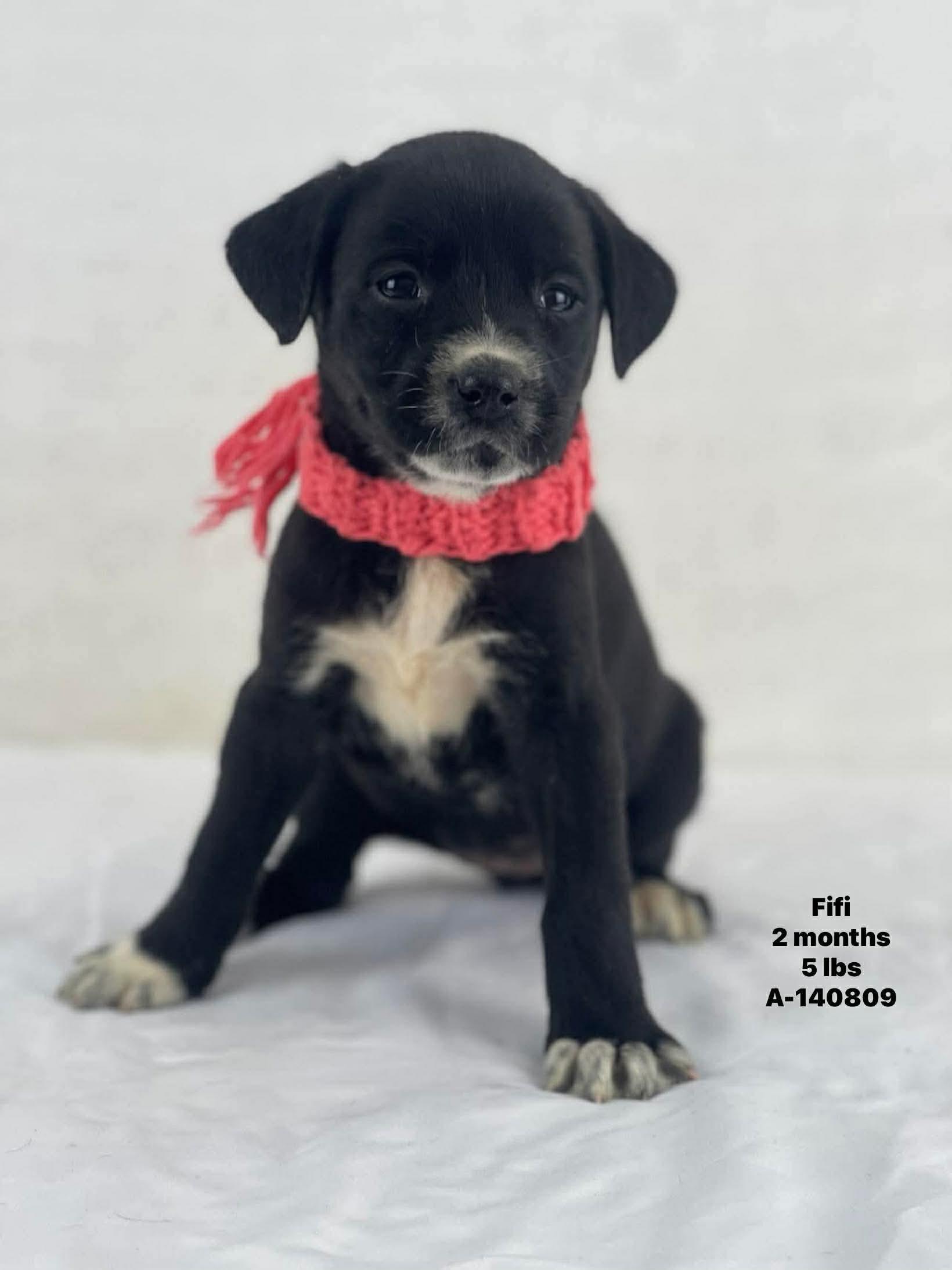 Enlarge Lab mix puppies , an adopted mixed breed in Elkhorn, WI image 3/3