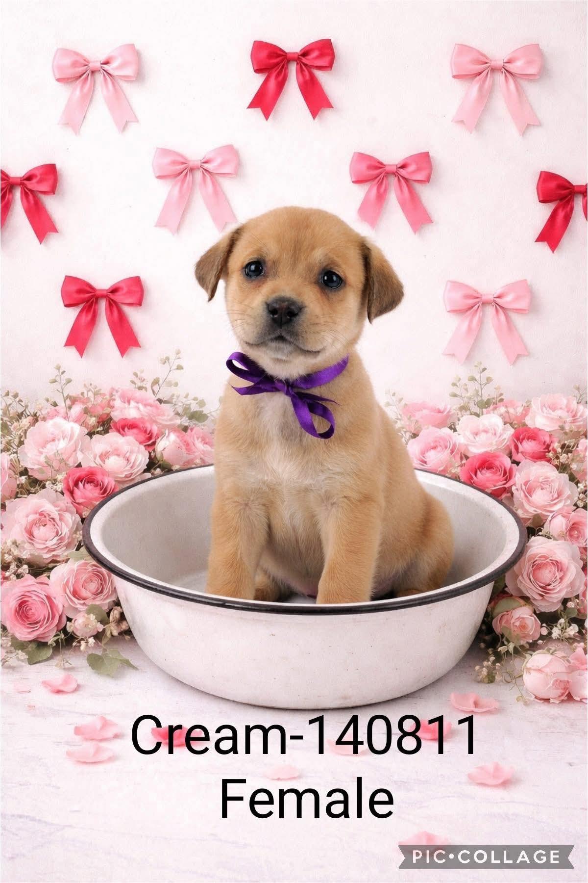 Enlarge Lab mix puppies , a Adoptable mixed breed in Elkhorn, WI image 3/6