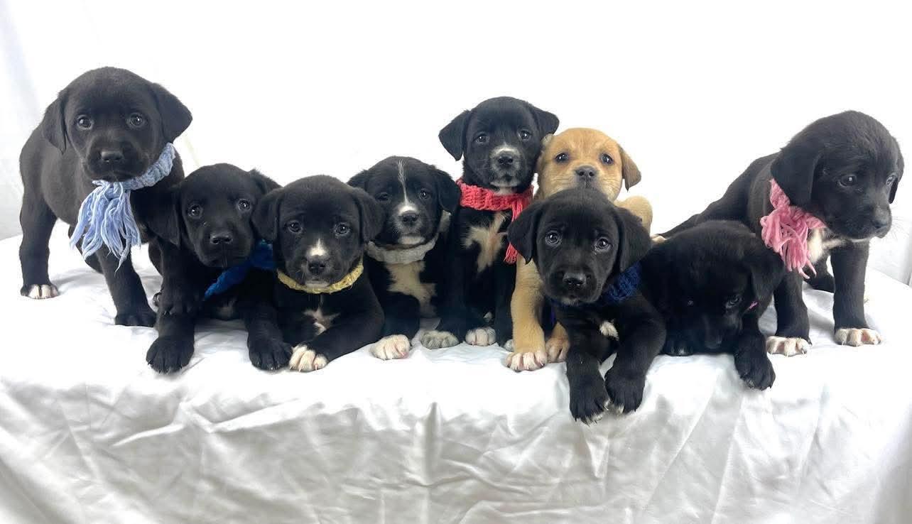 Lab mix puppies , Adoptable, Puppy Female Black Labrador Retriever.