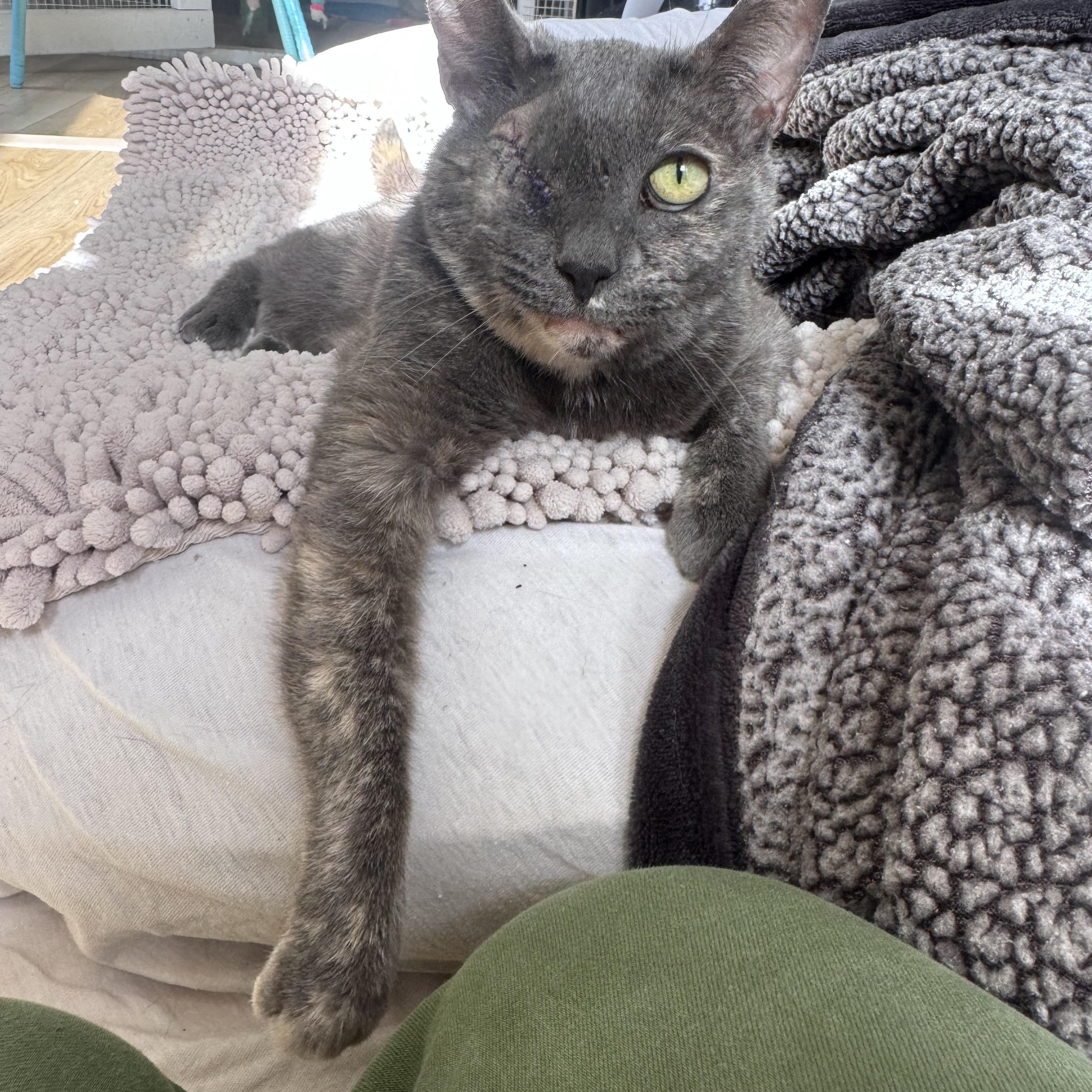 Enlarge Peeka ** Senior Cat**, a ADOPTABLE Tortoiseshell in Hillsboro, OR image 5/5