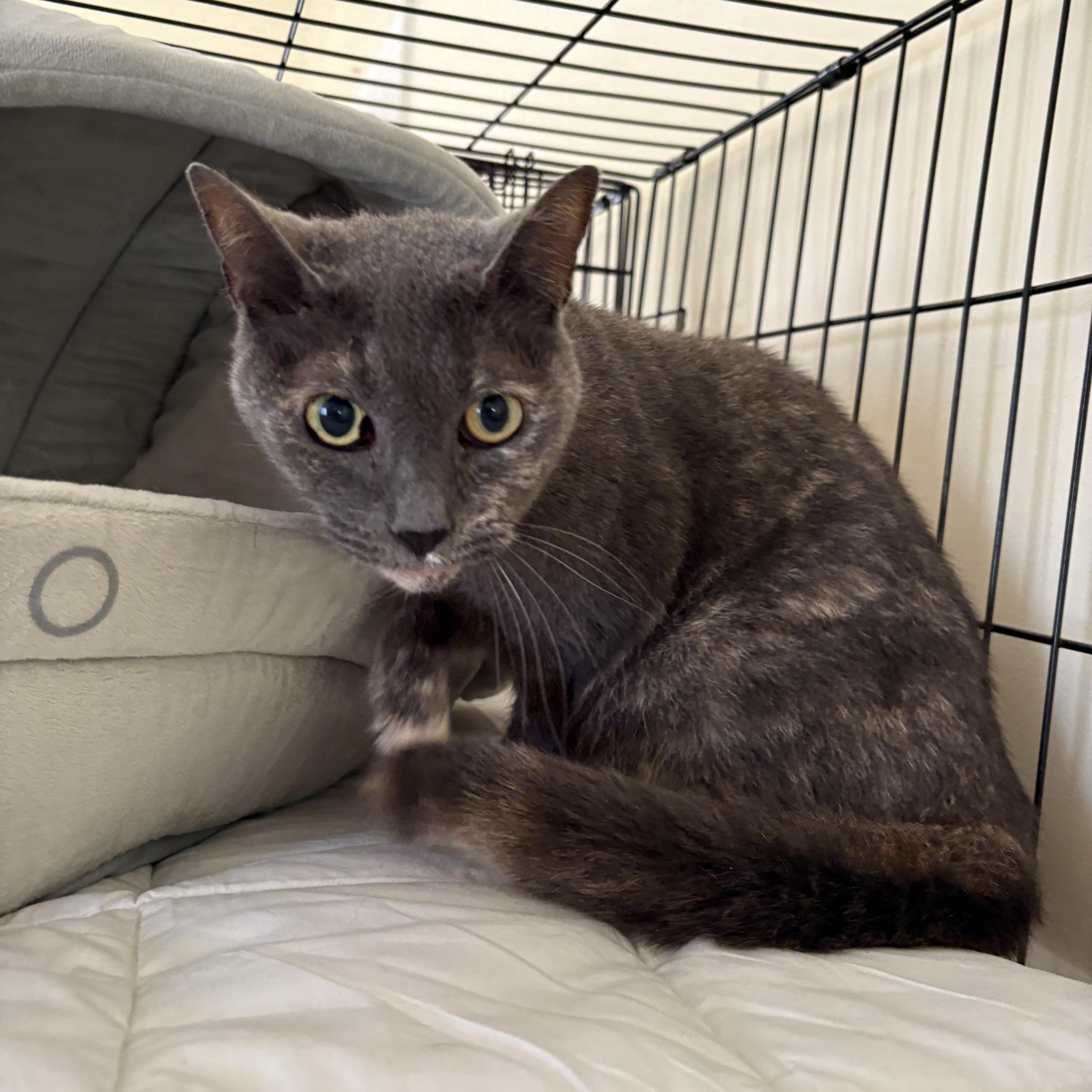 Peeka ** Senior Cat**, ADOPTABLE, Senior Female Tortoiseshell.