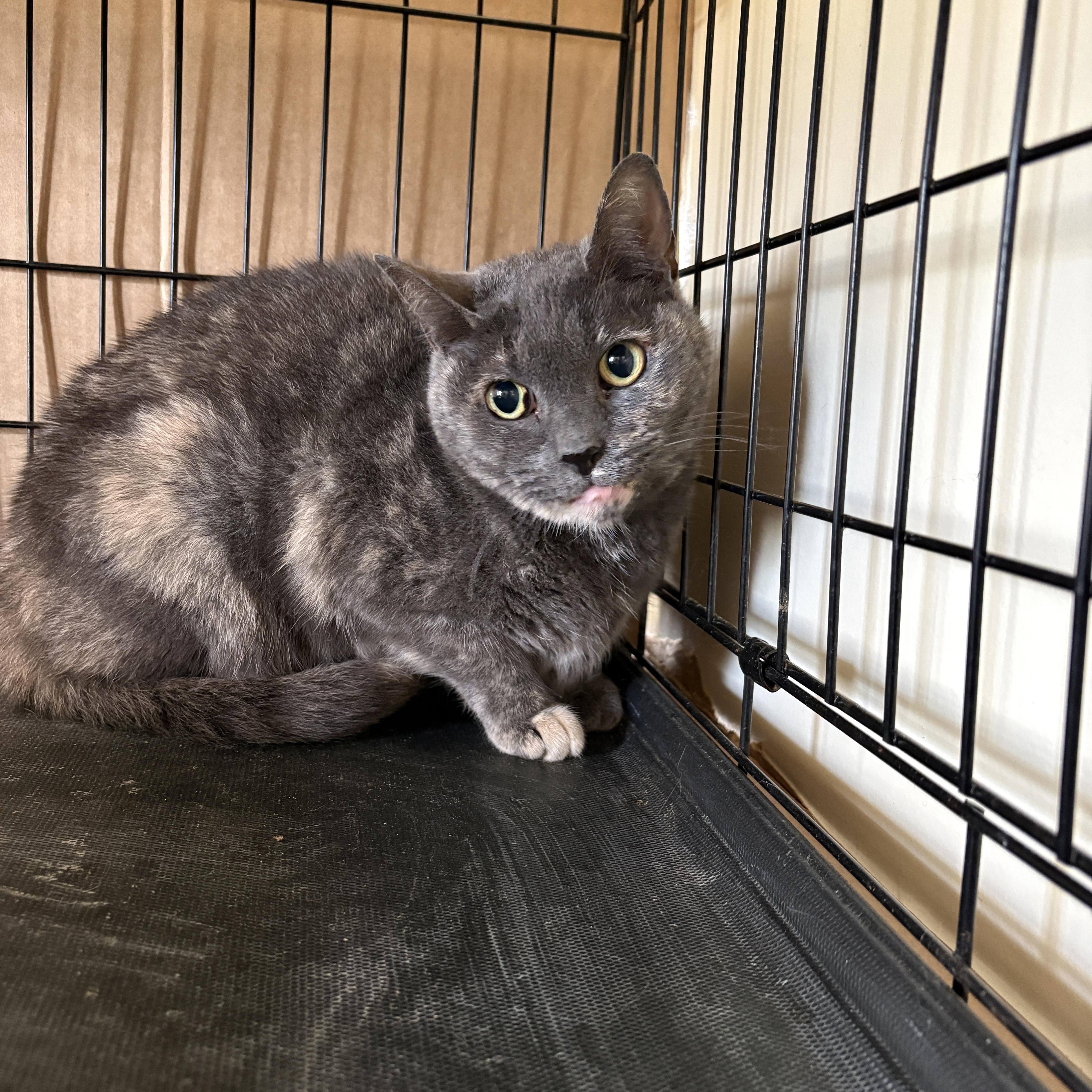 Enlarge Peeka ** Senior Cat**, a ADOPTABLE Tortoiseshell in Hillsboro, OR image 3/5