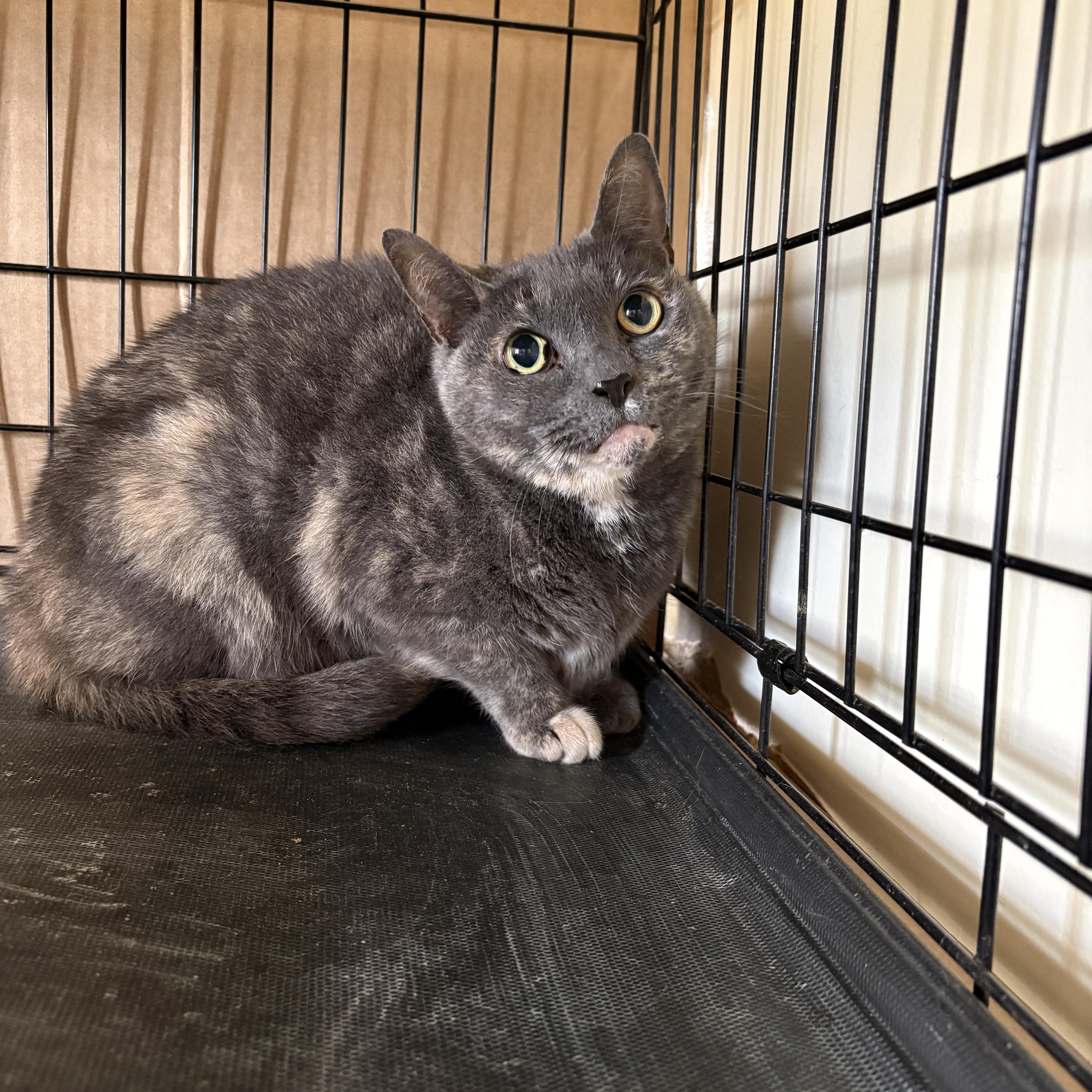 Enlarge Peeka ** Senior Cat**, a ADOPTABLE Tortoiseshell in Hillsboro, OR image 4/5