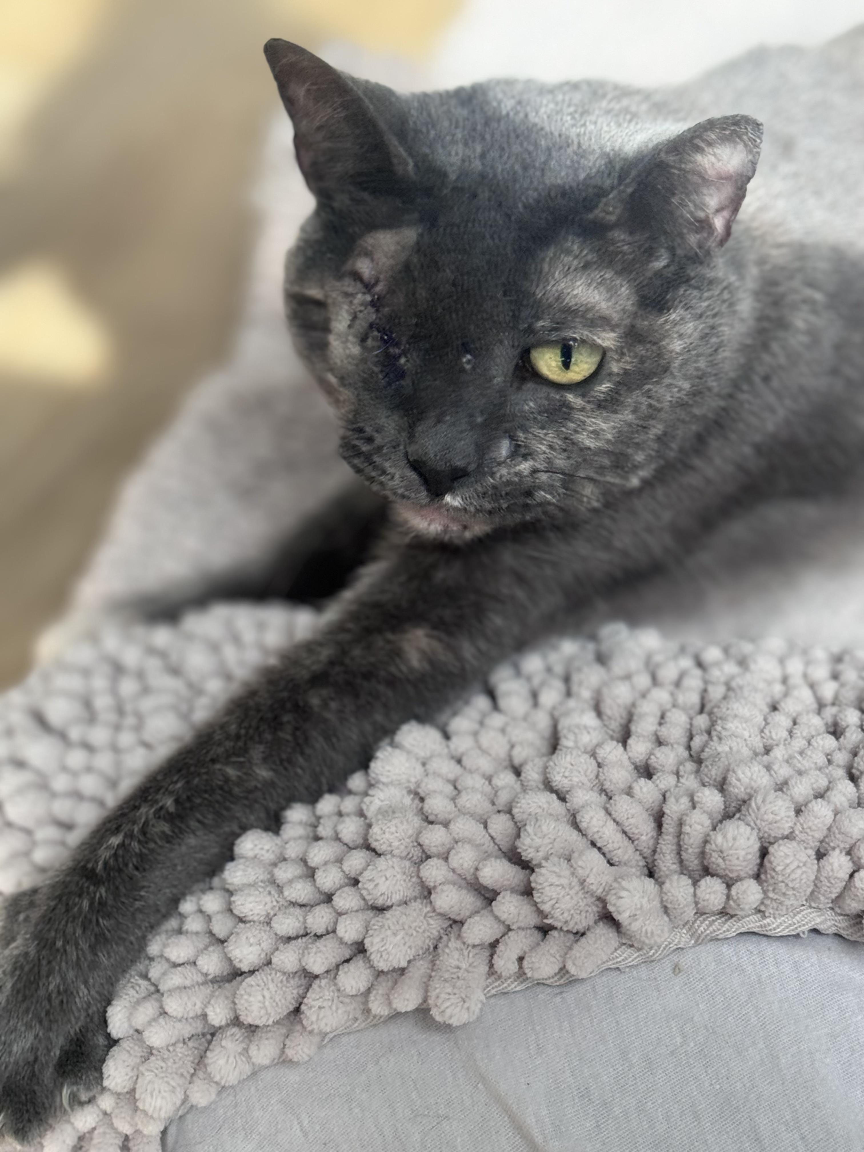 Enlarge Peeka ** Senior Cat**, a ADOPTABLE Tortoiseshell in Hillsboro, OR image 2/5