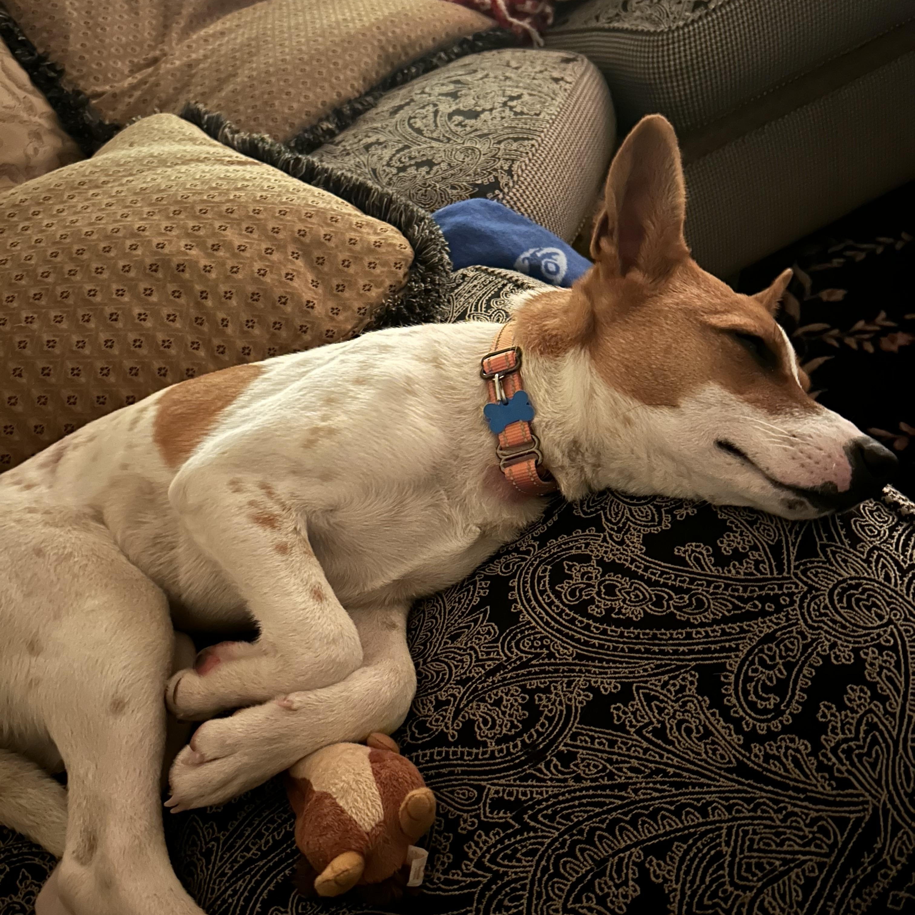 Enlarge Dottie, a Adoptable mixed breed in Hopkinton, MA image 2/6