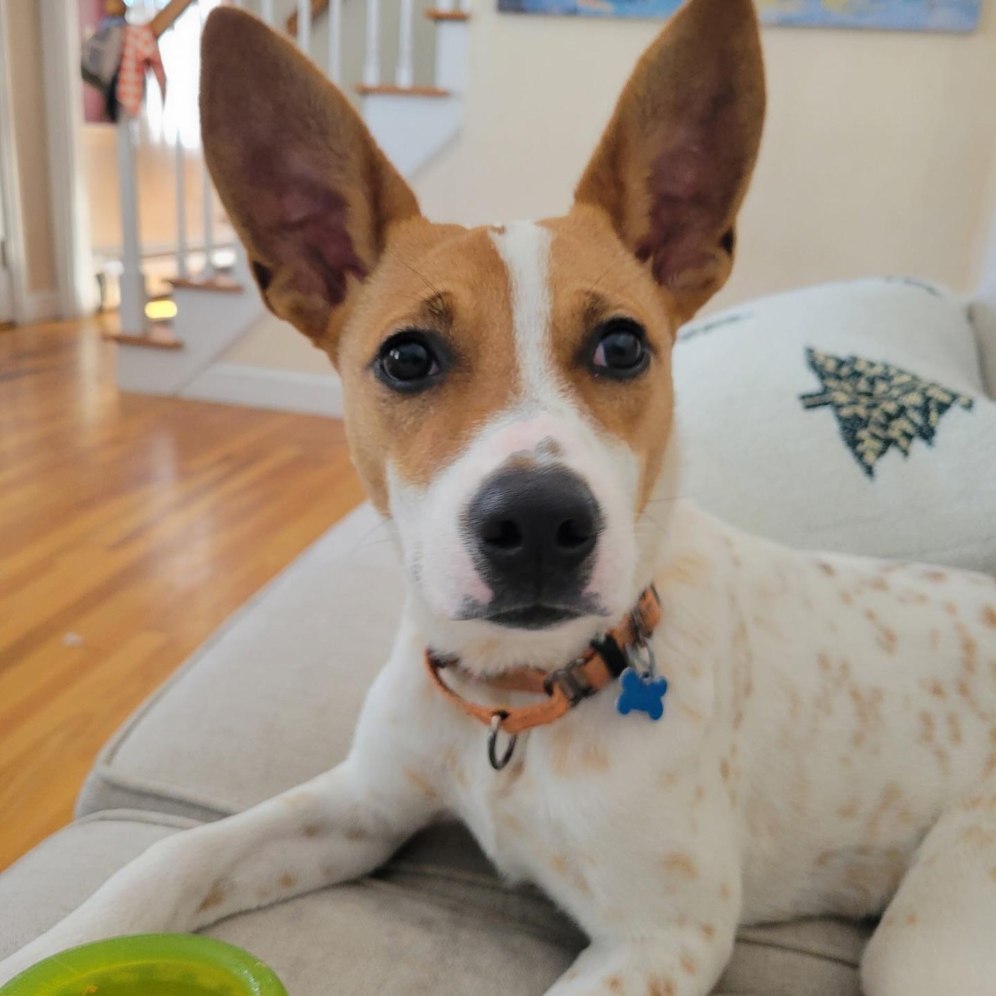 Dottie, Adoptable, Puppy Female Australian Cattle Dog / Blue Heeler.