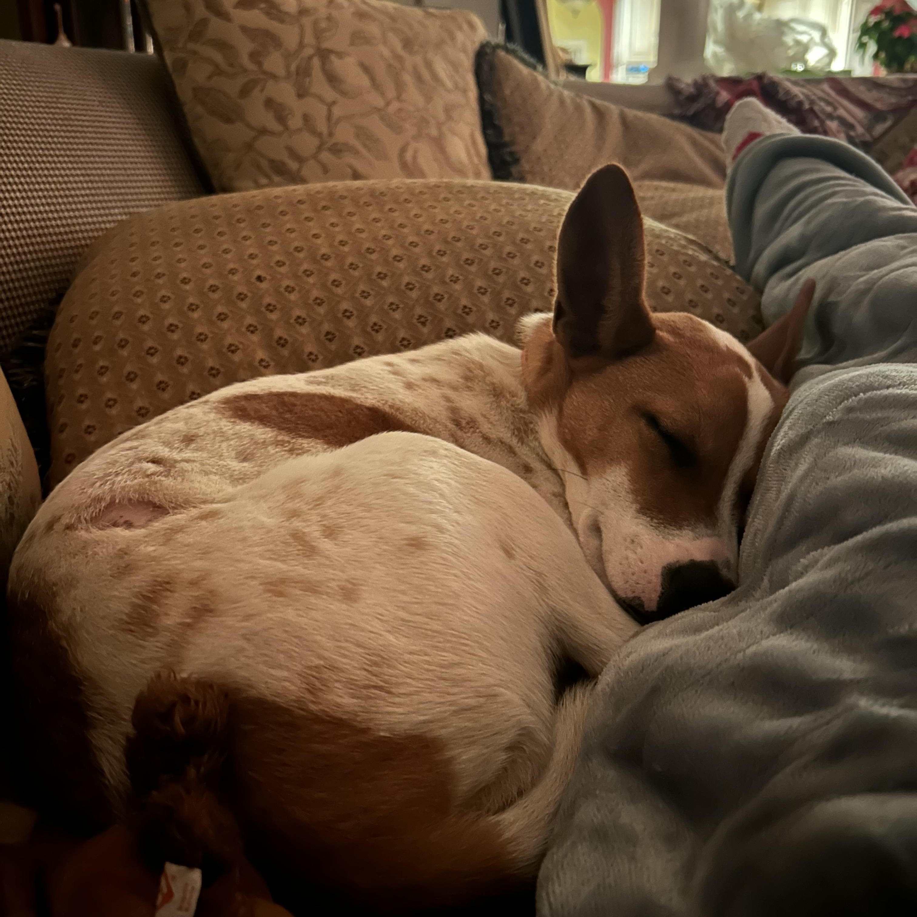 Enlarge Dottie, a Adoptable mixed breed in Hopkinton, MA image 3/6