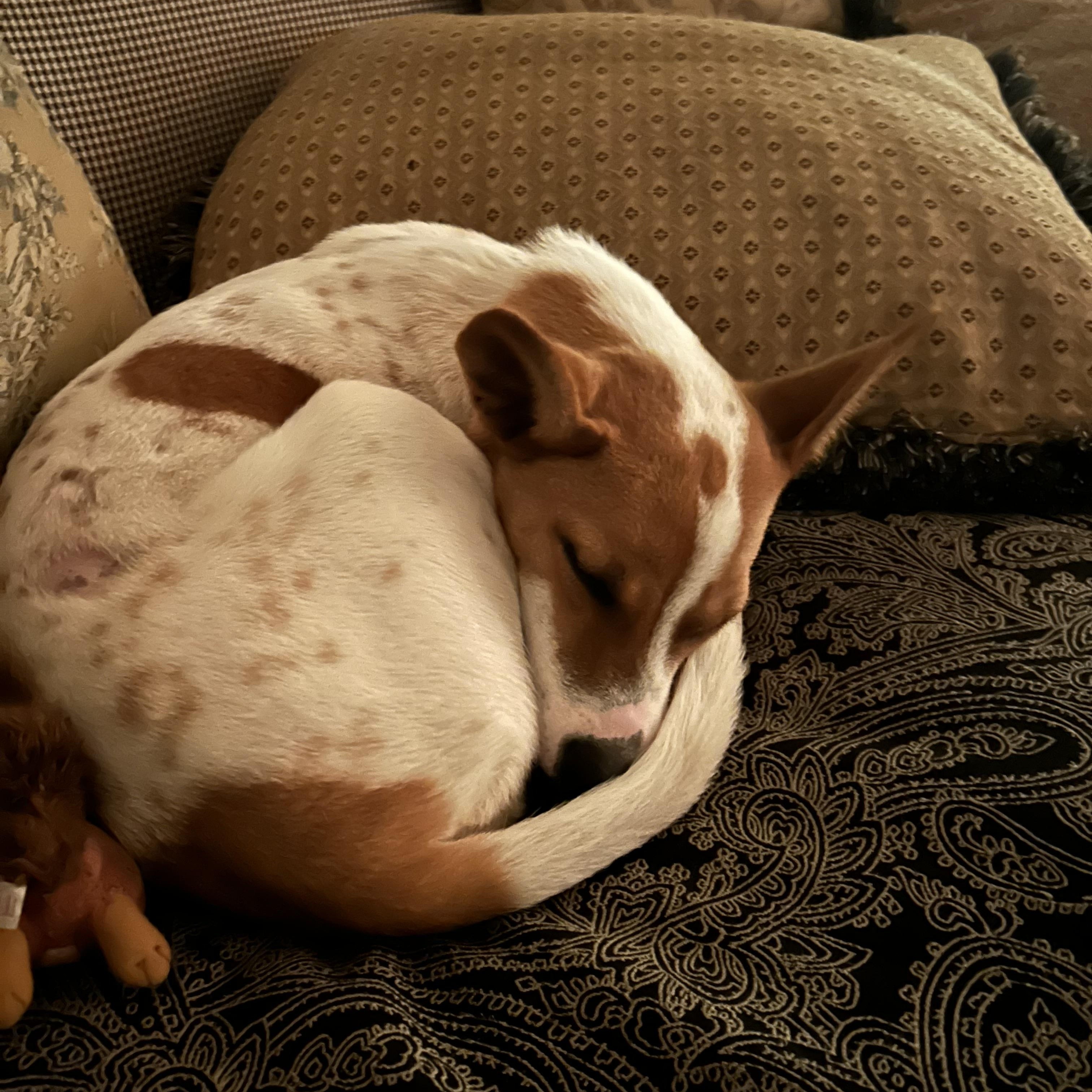 Enlarge Dottie, a Adoptable mixed breed in Hopkinton, MA image 4/6