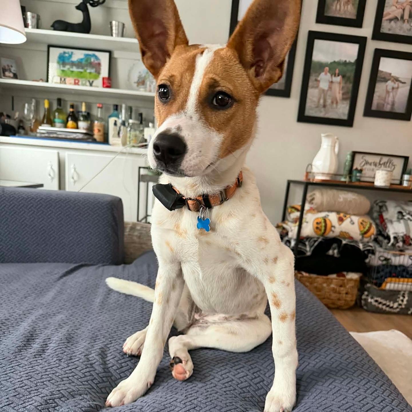 Enlarge Dottie, a Adoptable mixed breed in Hopkinton, MA image 2/6