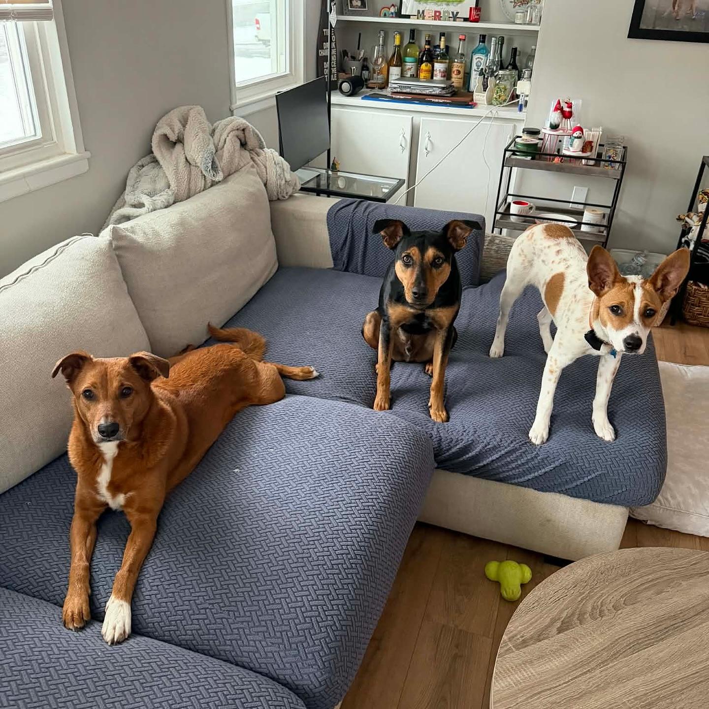 Enlarge Dottie, a Adoptable mixed breed in Hopkinton, MA image 6/6