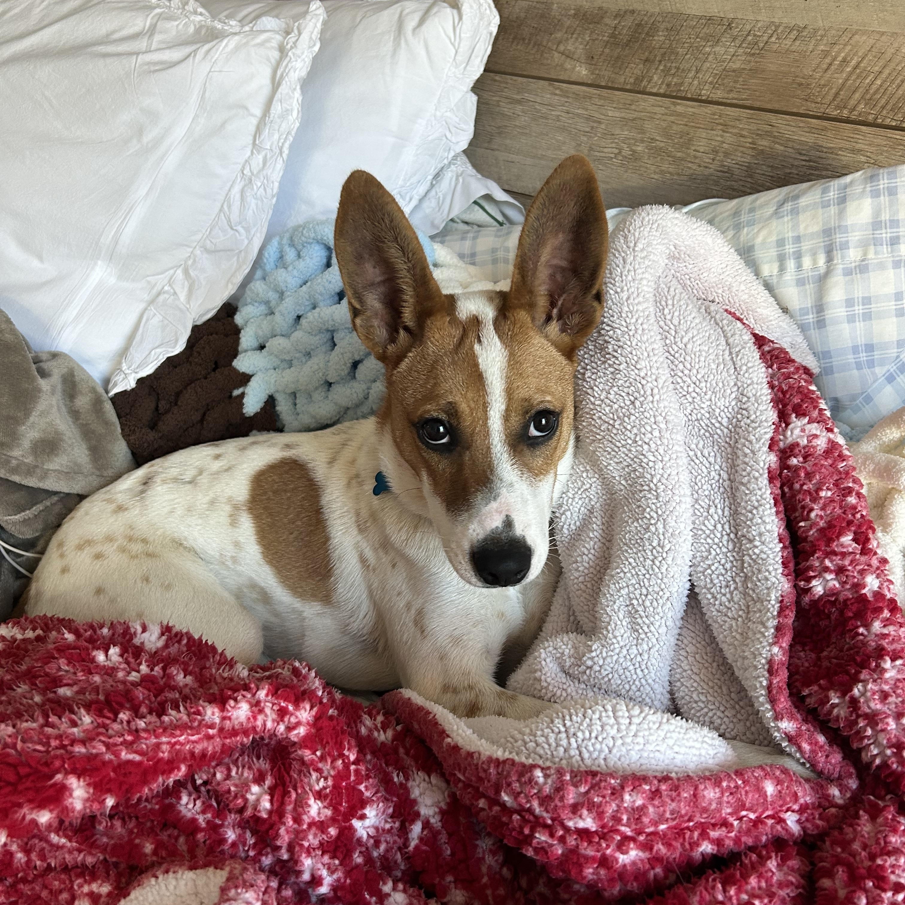 Enlarge Dottie, a Adoptable mixed breed in Hopkinton, MA image 6/6