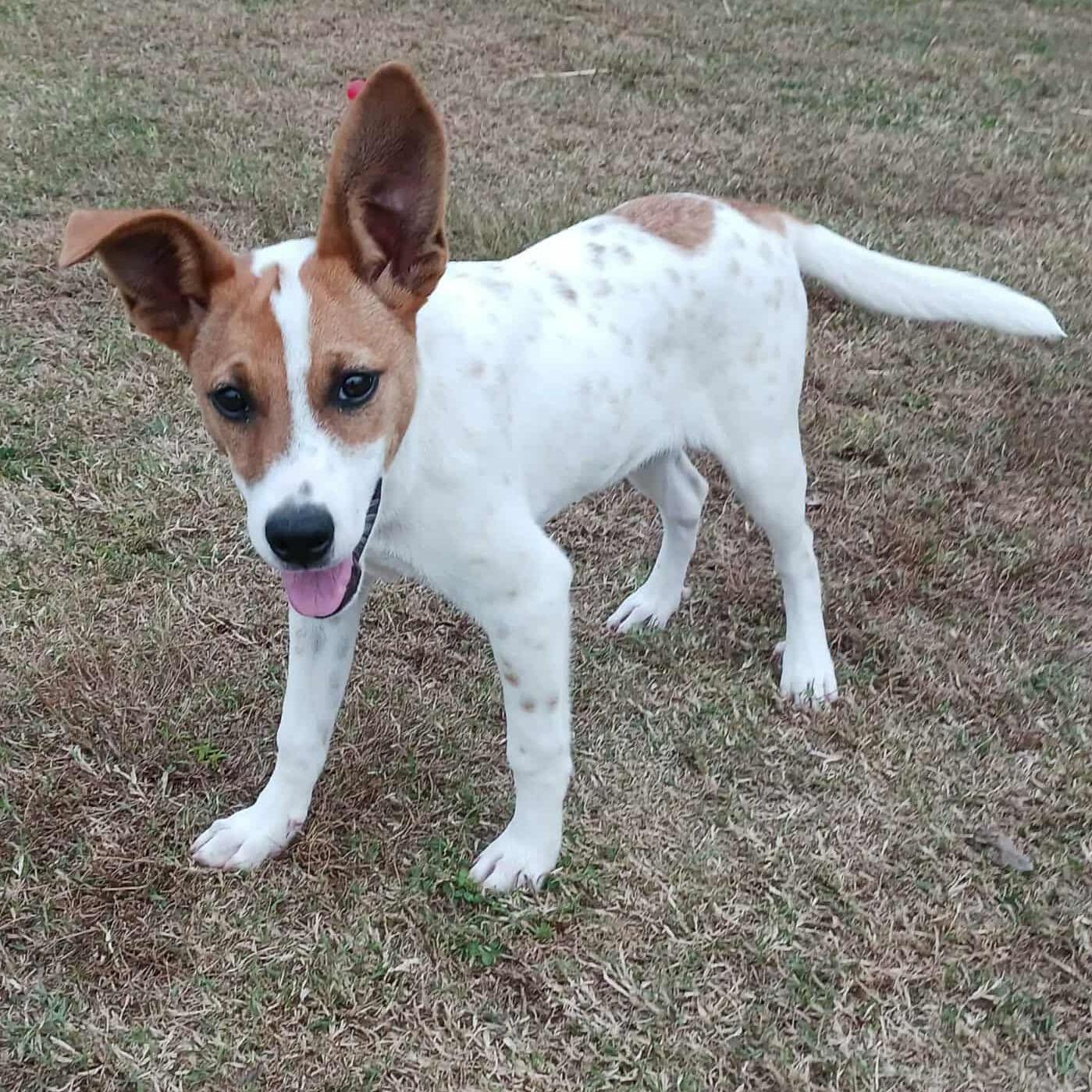 Enlarge Dottie, a Adoptable mixed breed in Hopkinton, MA image 1/6