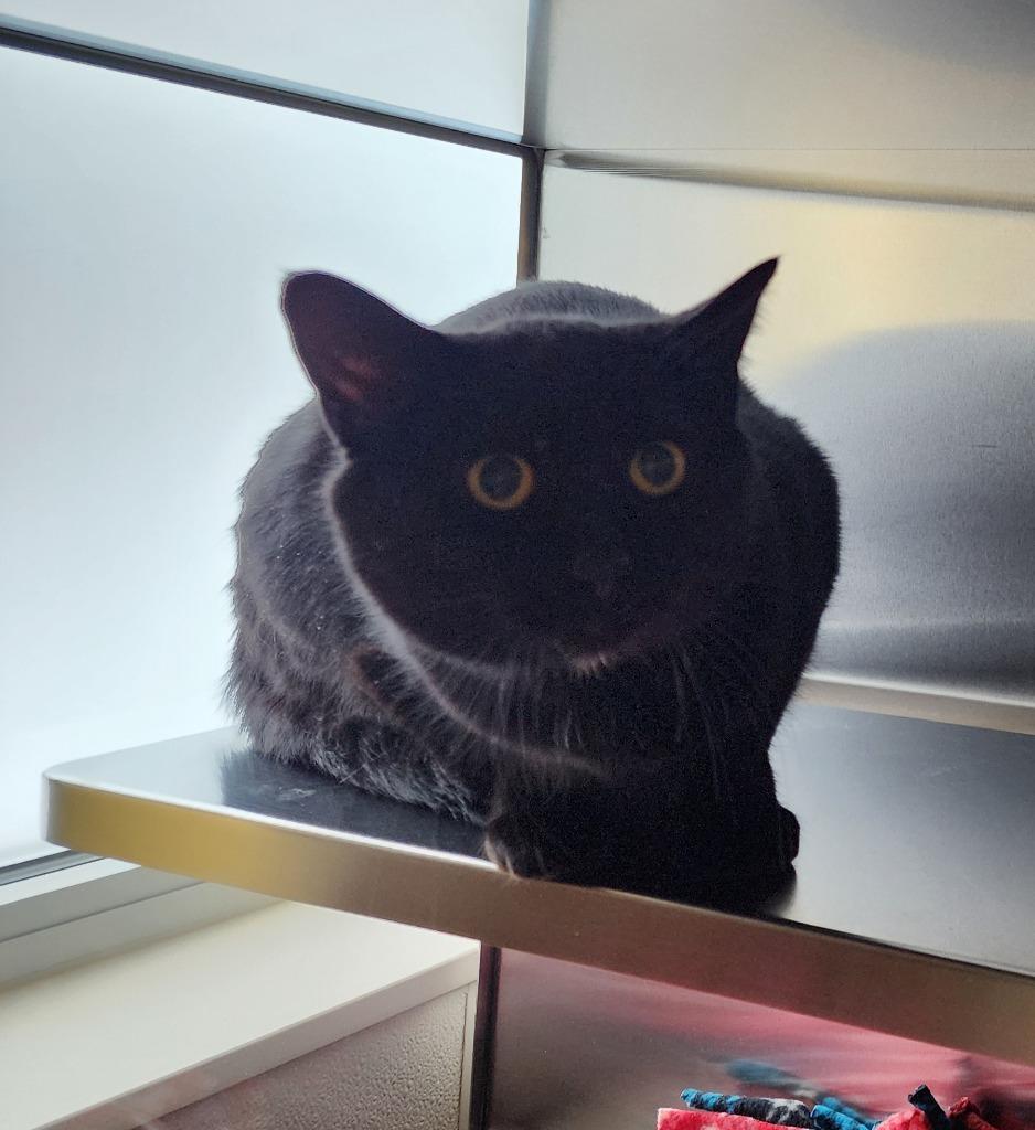 Cocoa Puffs, Adoptable, Young Female Domestic Short Hair.