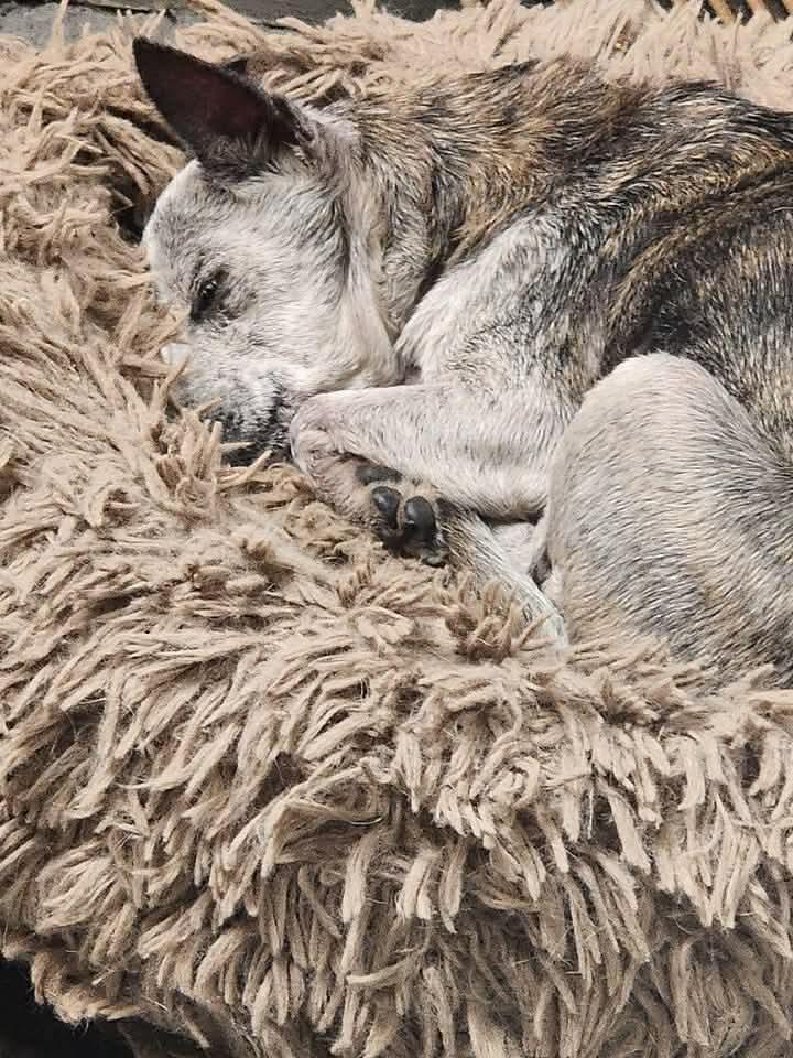 Taima, Adoptable, Adult Female Rat Terrier & Chihuahua.