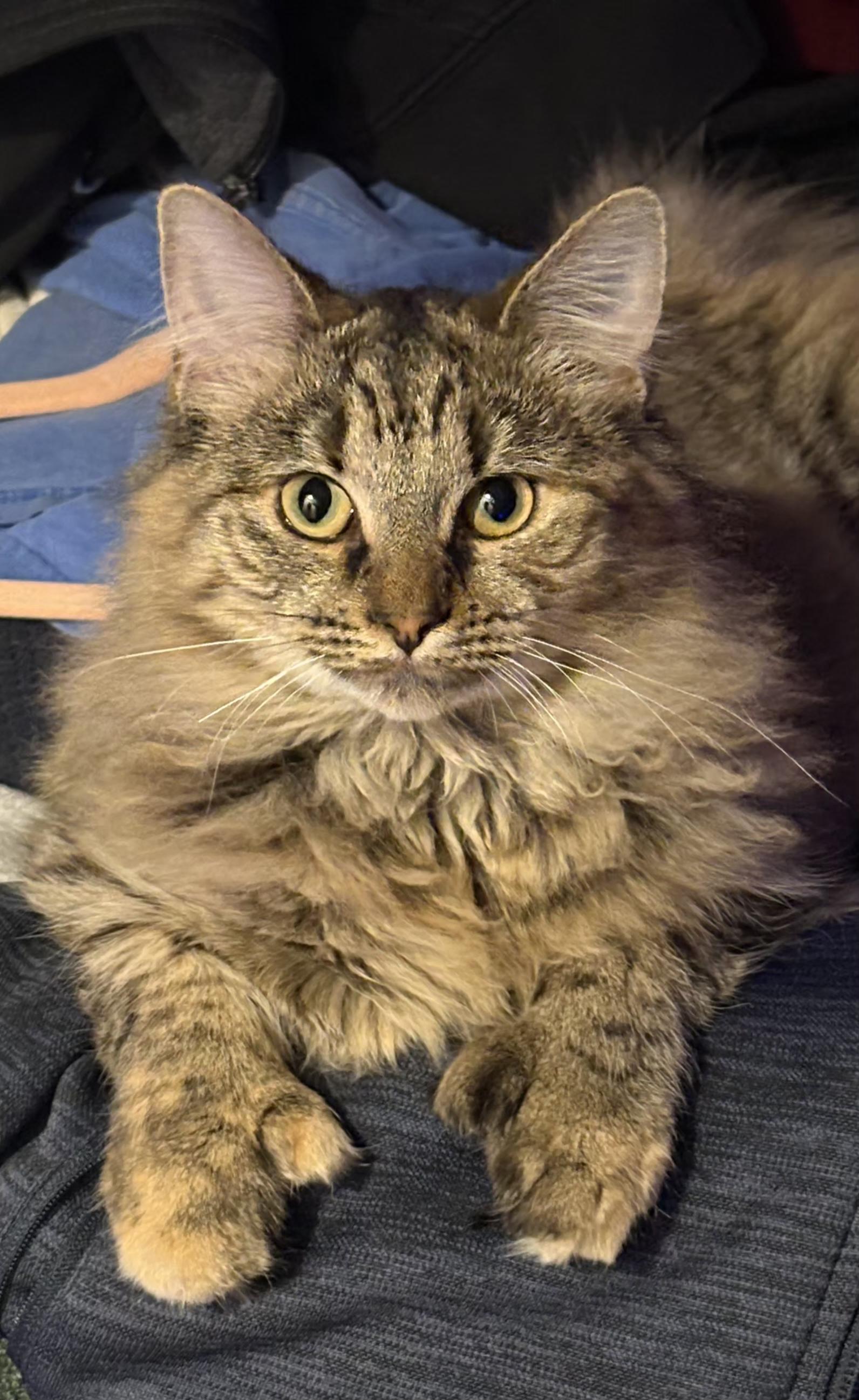 Enlarge Apricot, a Adoptable Tabby in Plainsboro, NJ image 1/4