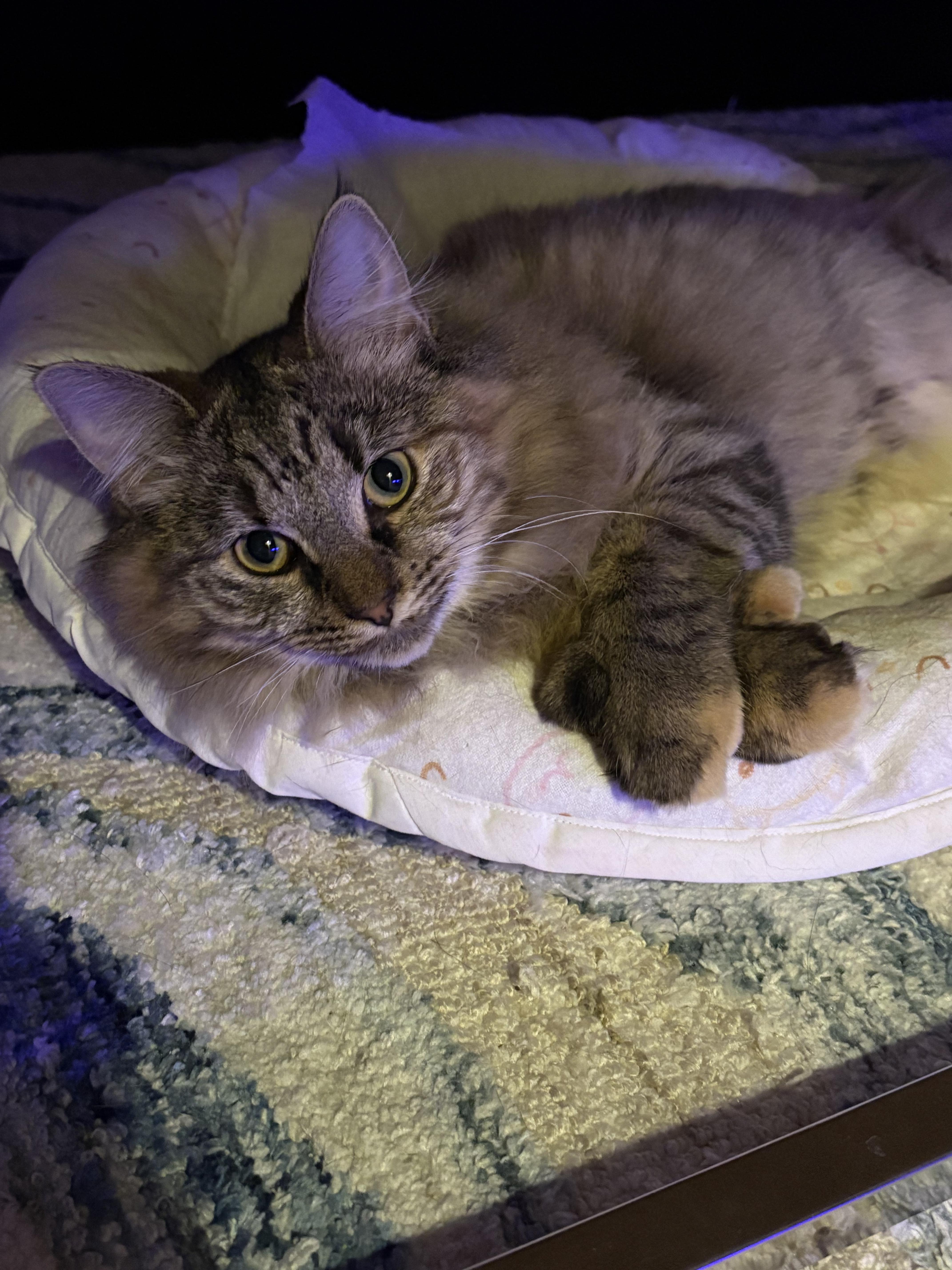 Enlarge Apricot, a Adoptable Tabby in Plainsboro, NJ image 2/4