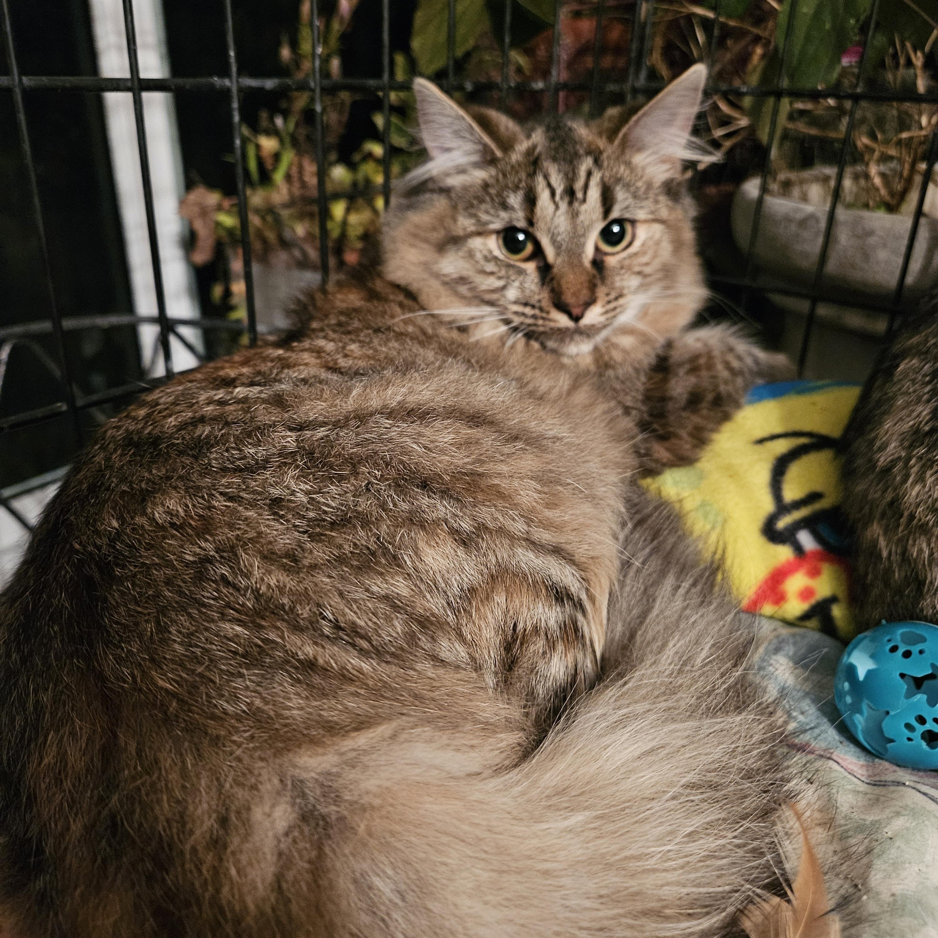 Enlarge Apricot, a Adoptable Tabby in Plainsboro, NJ image 3/4