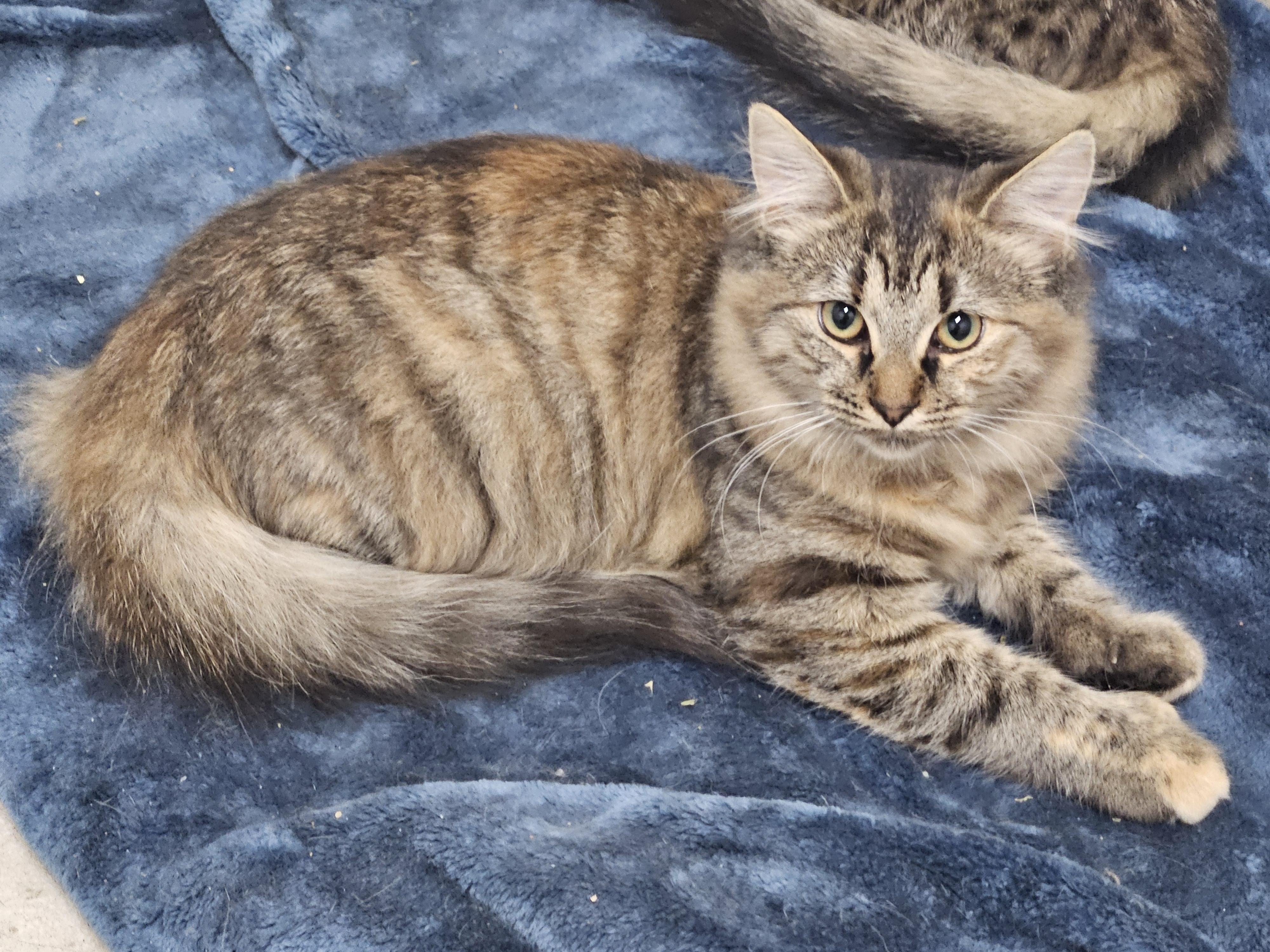 Enlarge Apricot, a Adoptable Tabby in Plainsboro, NJ image 4/4