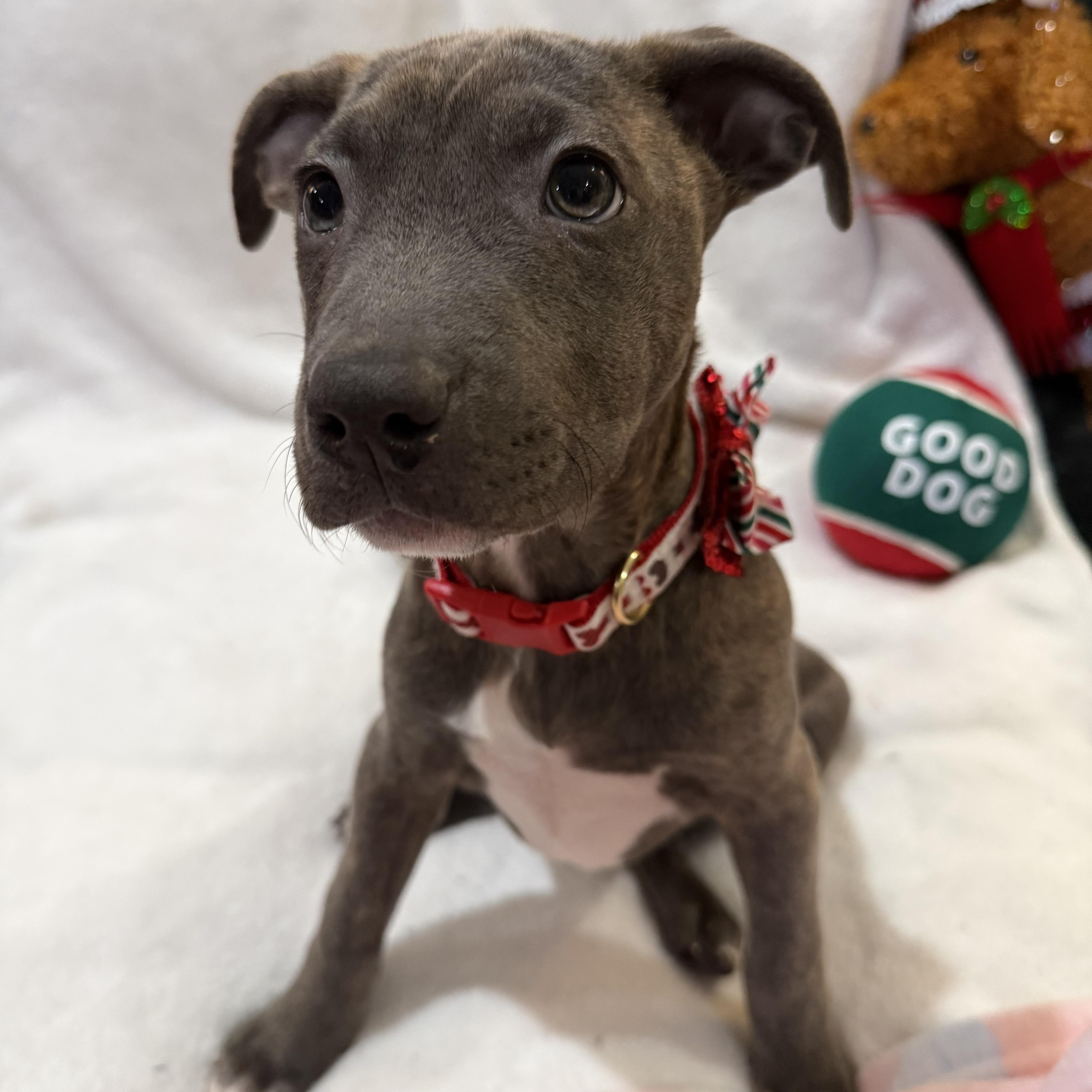 Enlarge Nova, an adopted mixed breed in Park Forest, IL image 1/6