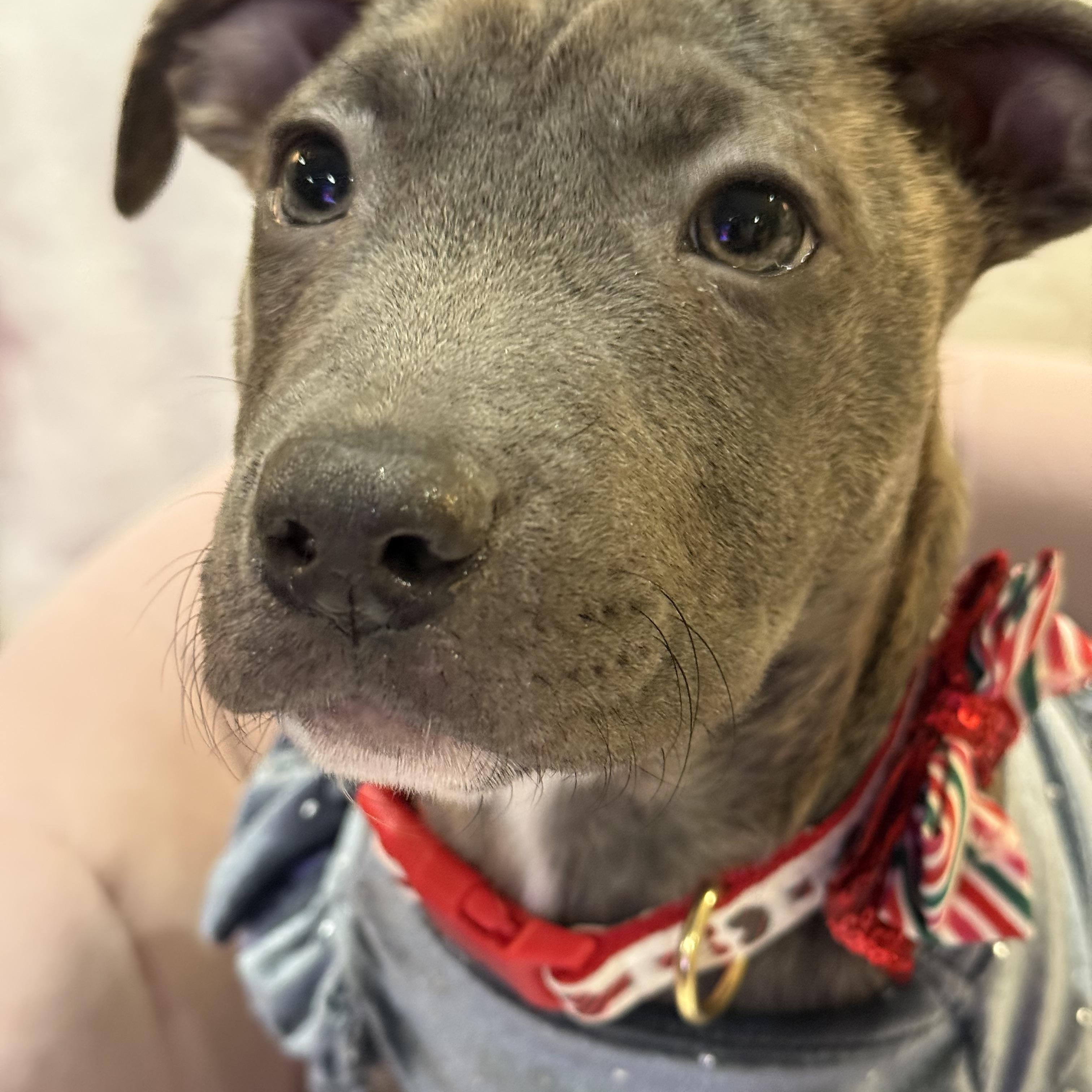 Enlarge Nova, an adopted mixed breed in Park Forest, IL image 2/6