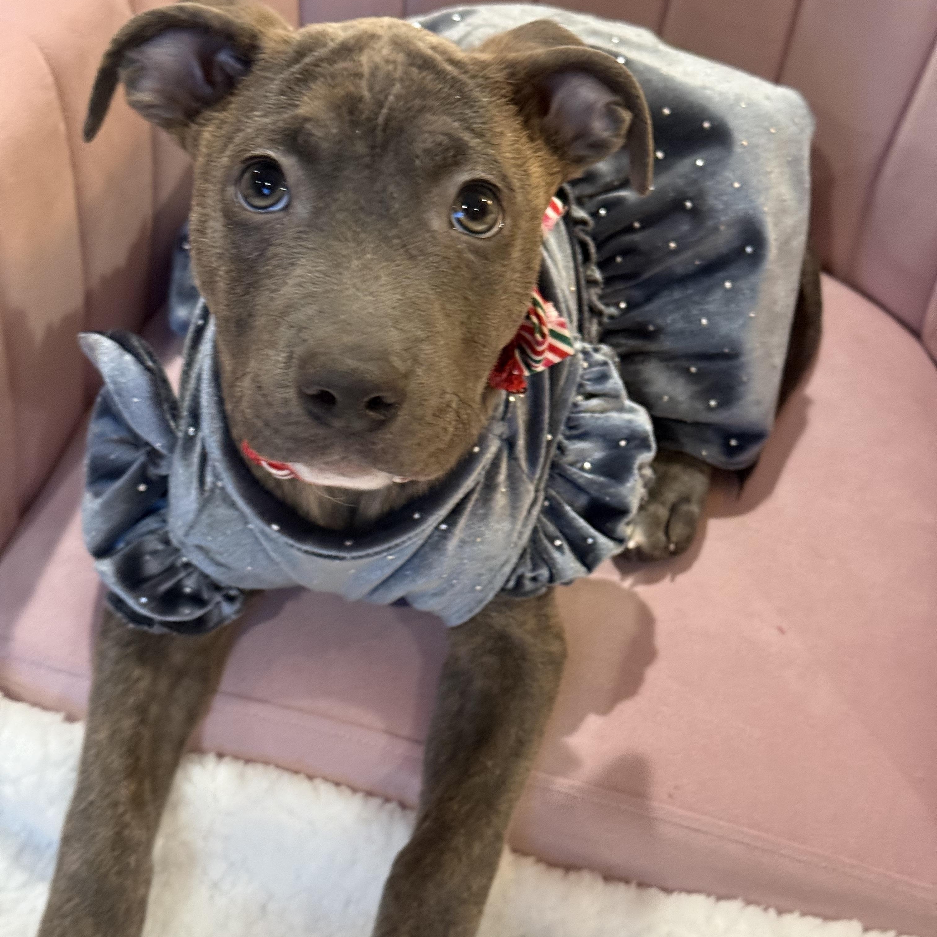 Enlarge Nova, an adopted mixed breed in Park Forest, IL image 3/6