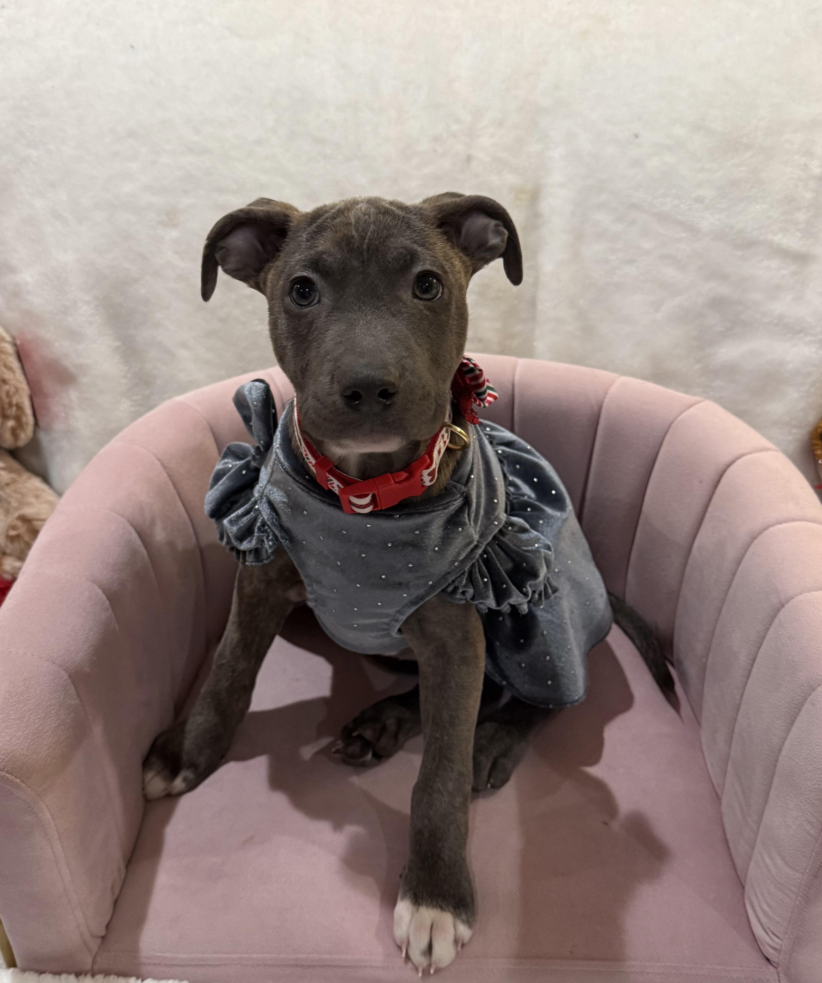 Enlarge Nova, an adopted mixed breed in Park Forest, IL image 4/6