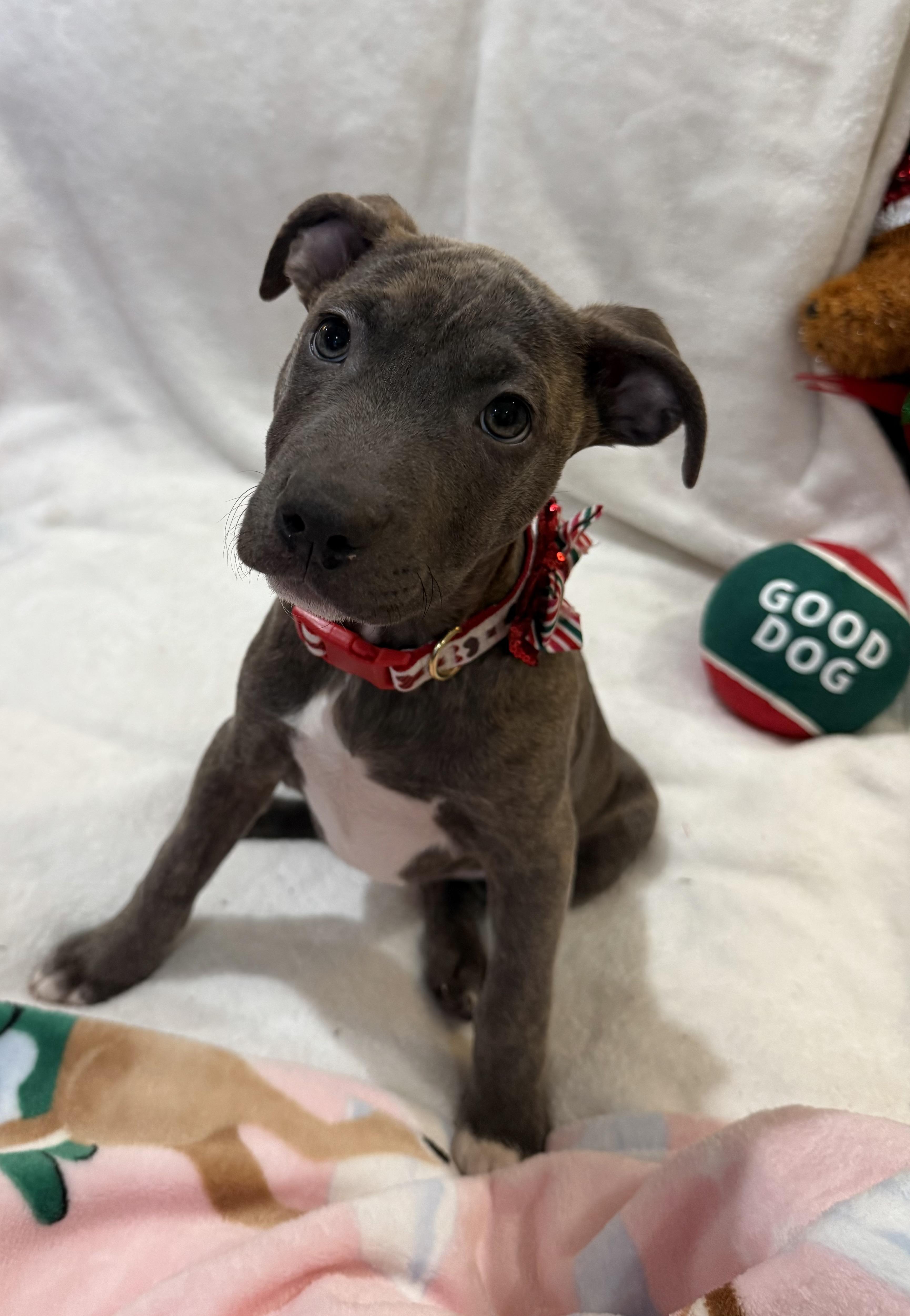 Enlarge Nova, an adopted mixed breed in Park Forest, IL image 5/6