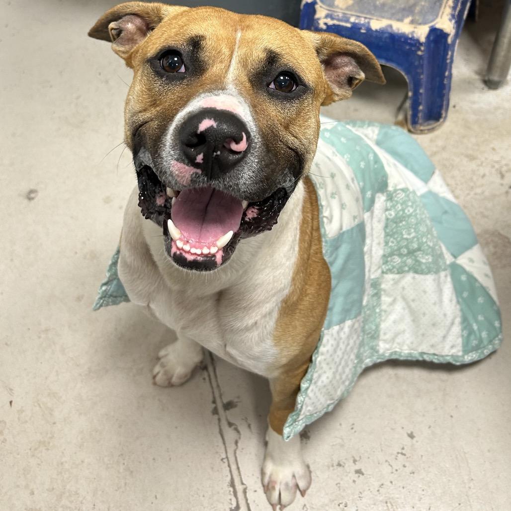 Apollo, Adoptable, Adult Male Mixed Breed.