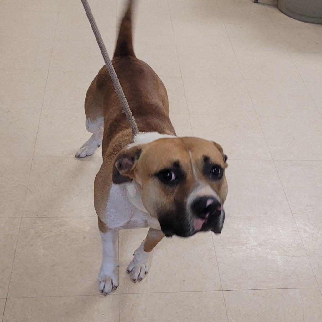 Apollo, a Adoptable Mixed Breed in Lake Panasoffkee, FL image 2/6
