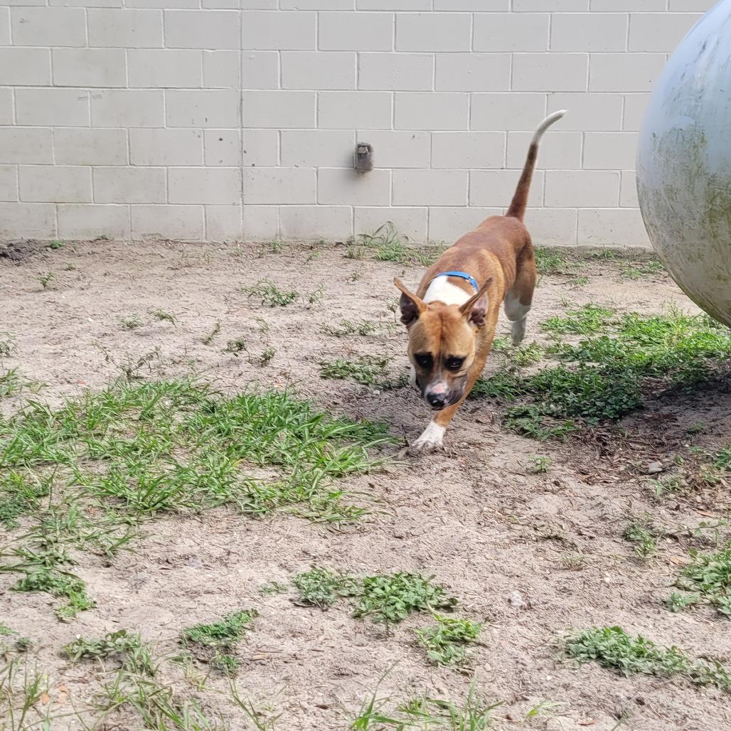 Apollo, a Adoptable Mixed Breed in Lake Panasoffkee, FL image 3/6