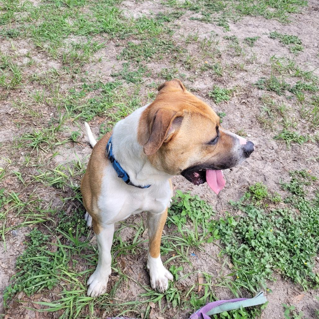 Apollo, a Adoptable Mixed Breed in Lake Panasoffkee, FL image 4/6