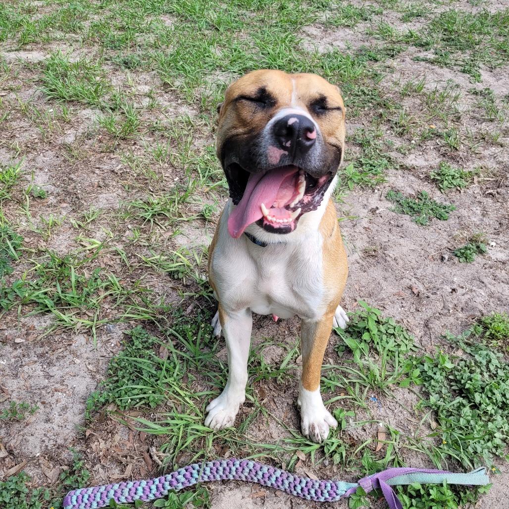 Apollo, a Adoptable Mixed Breed in Lake Panasoffkee, FL image 5/6