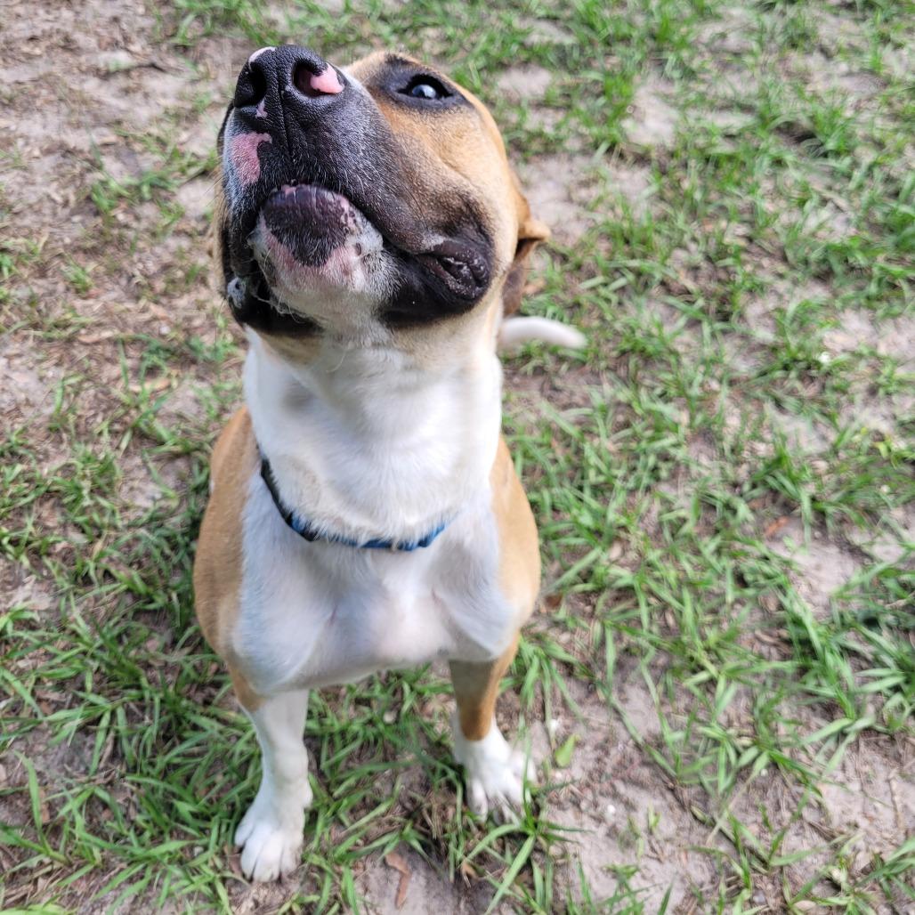 Apollo, a Adoptable Mixed Breed in Lake Panasoffkee, FL image 6/6