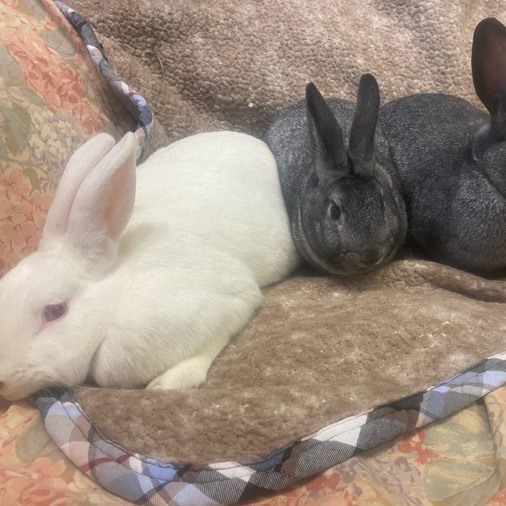 Mae, Adoptable, Adult Female Bunny Rabbit.