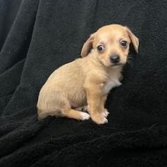 Holani, adopted, Puppy Female Chihuahua.