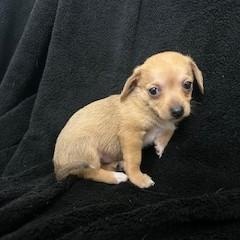 Holani, an adopted mixed breed in Tulsa, OK image 2/2