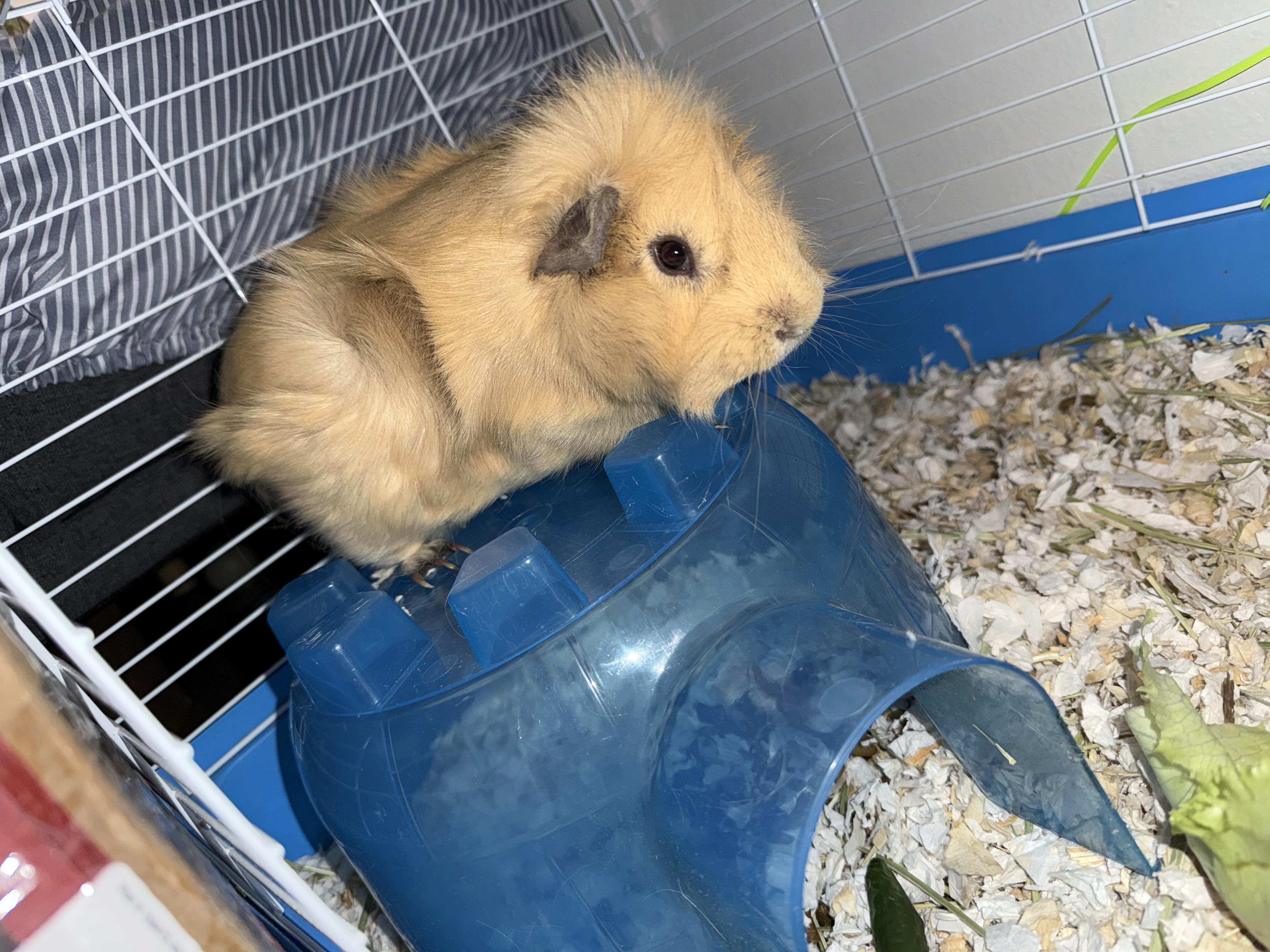 Tyrone, an adopted Guinea Pig in West Chester, OH image 1/2